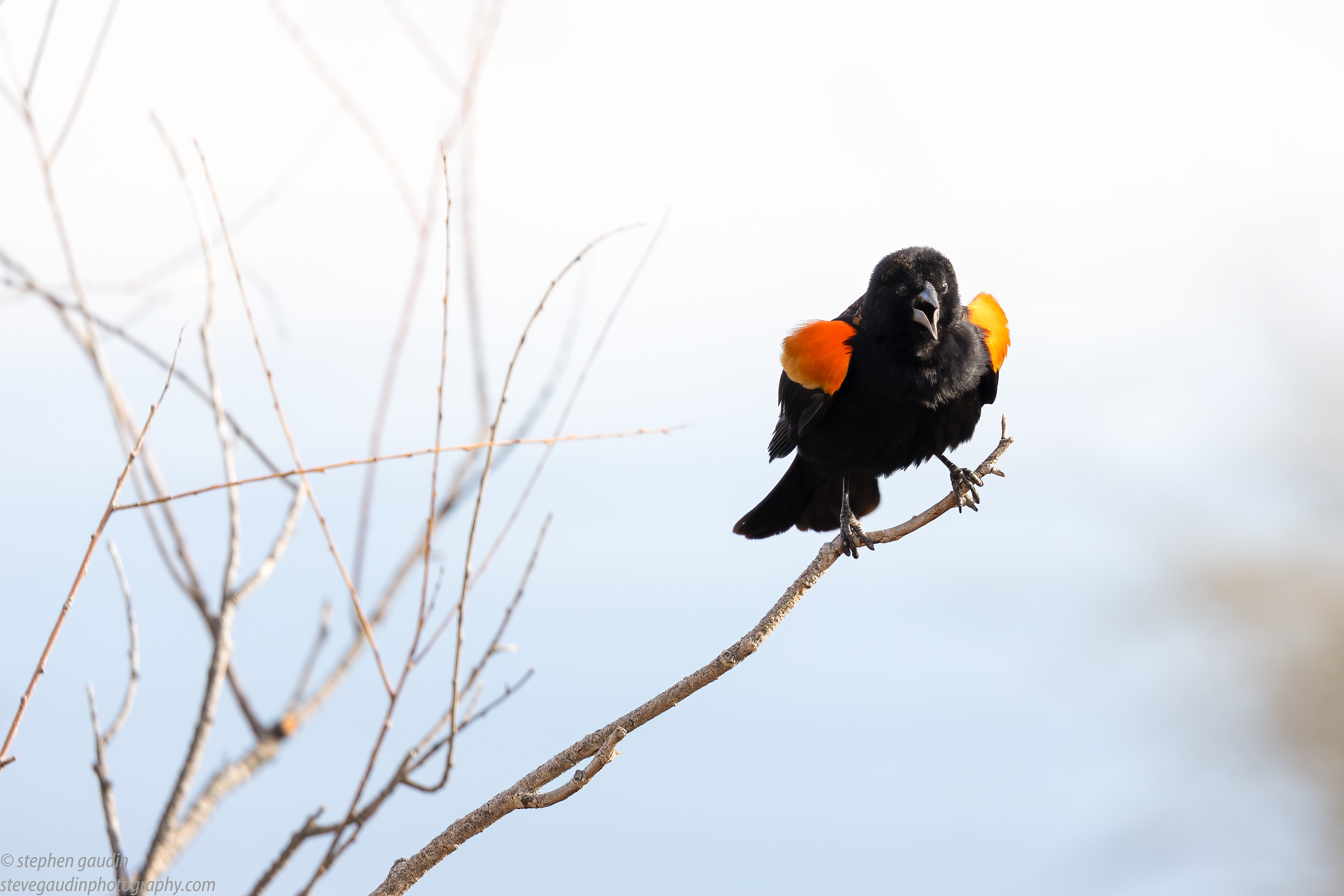 33. red-winged blackbird 3-27-22