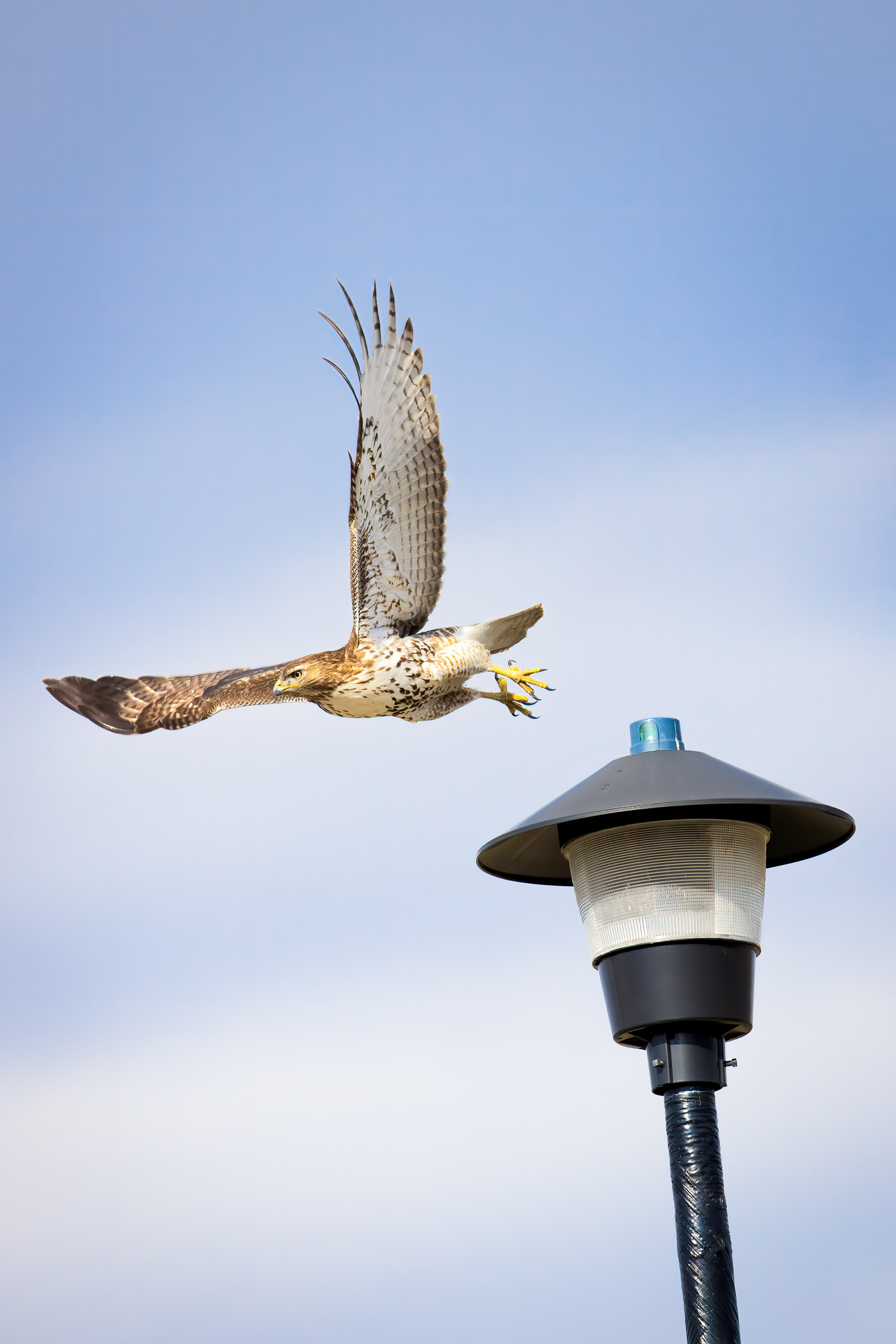 16. red-tailed hawk