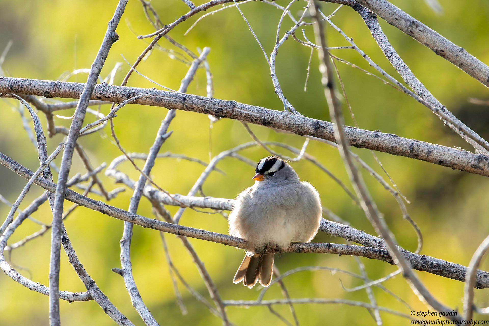 40. white-crowned sparrow