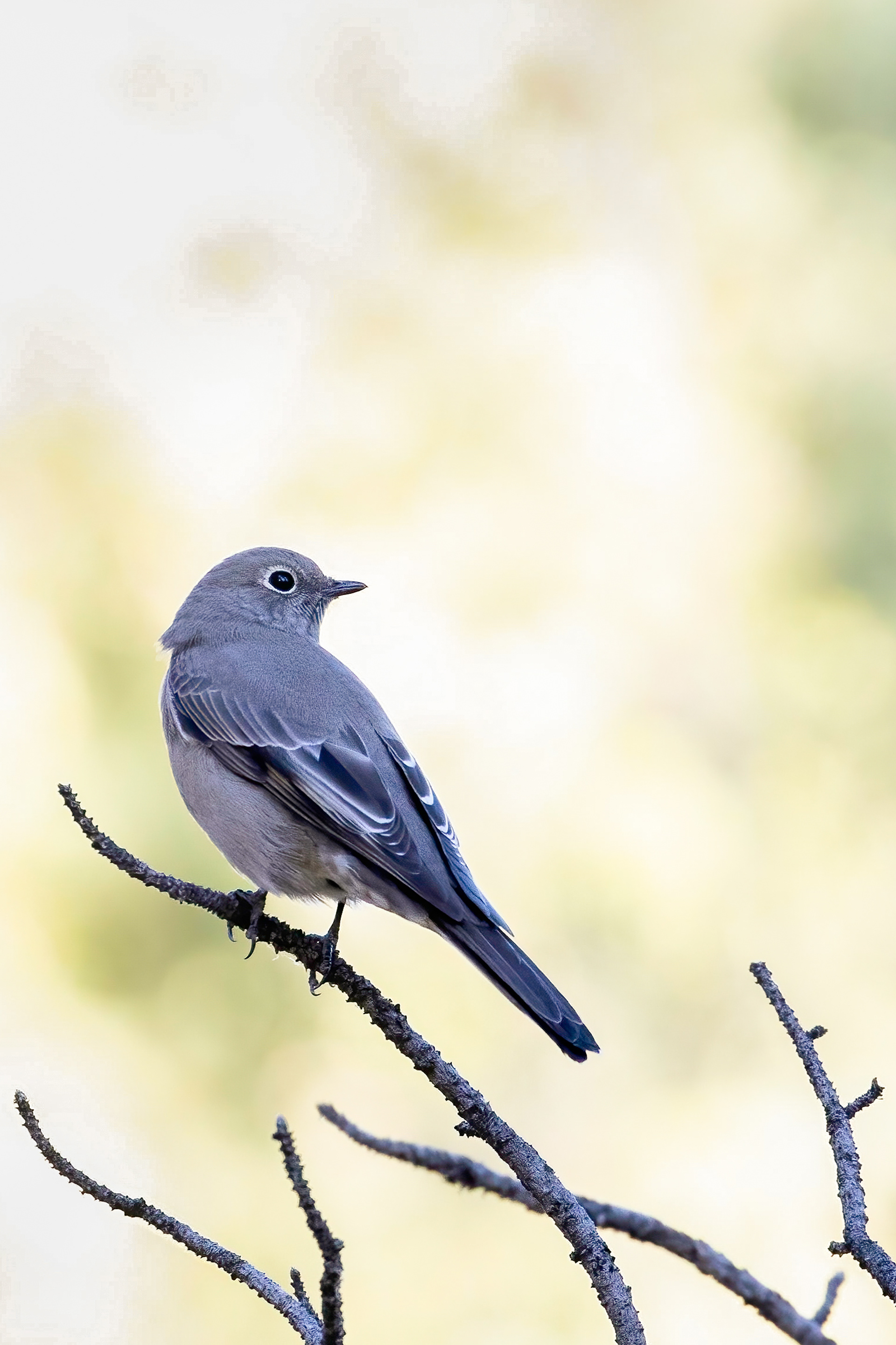 44. Townsend's solitaire
