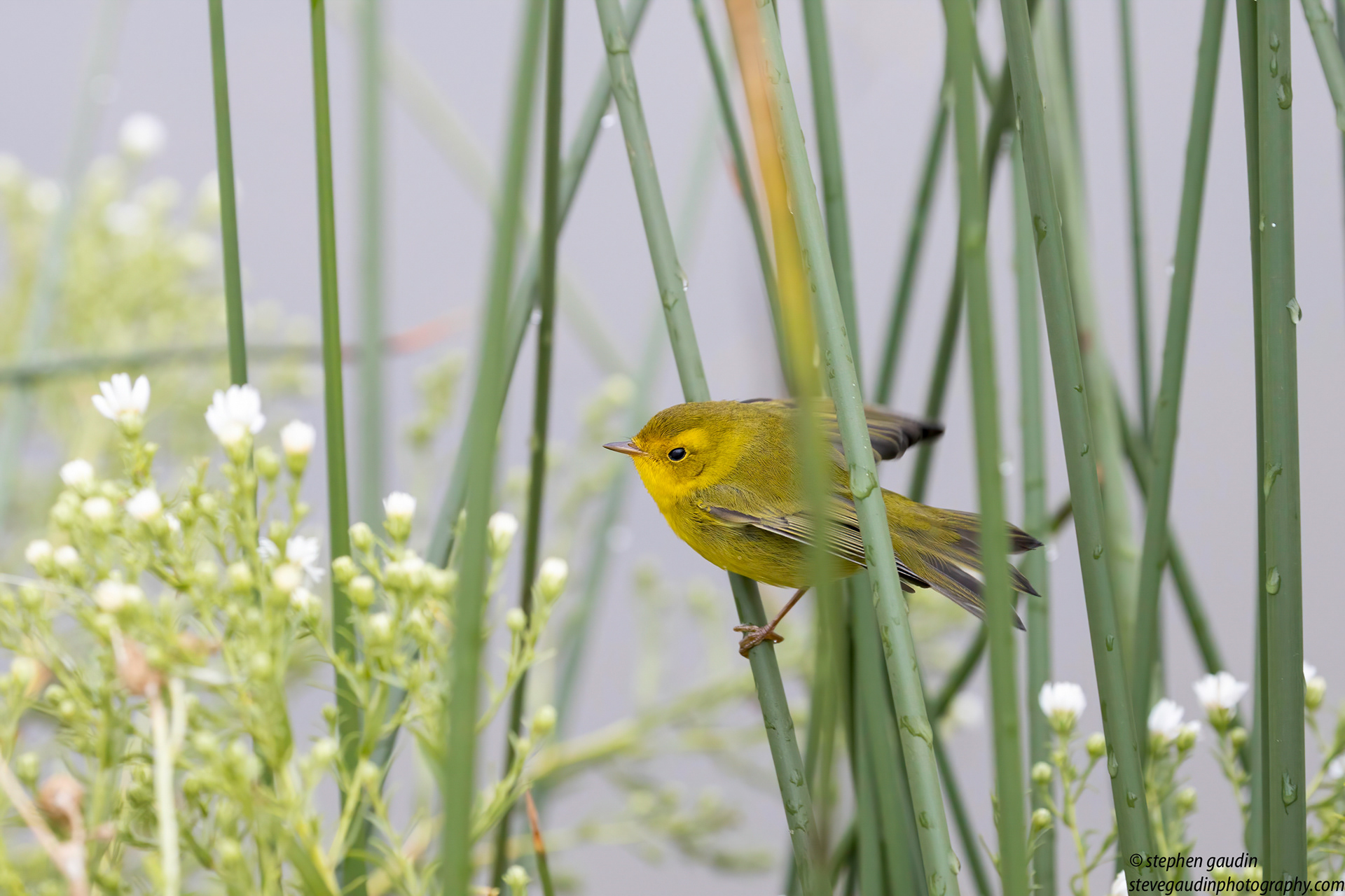 14. Wilson's warbler
