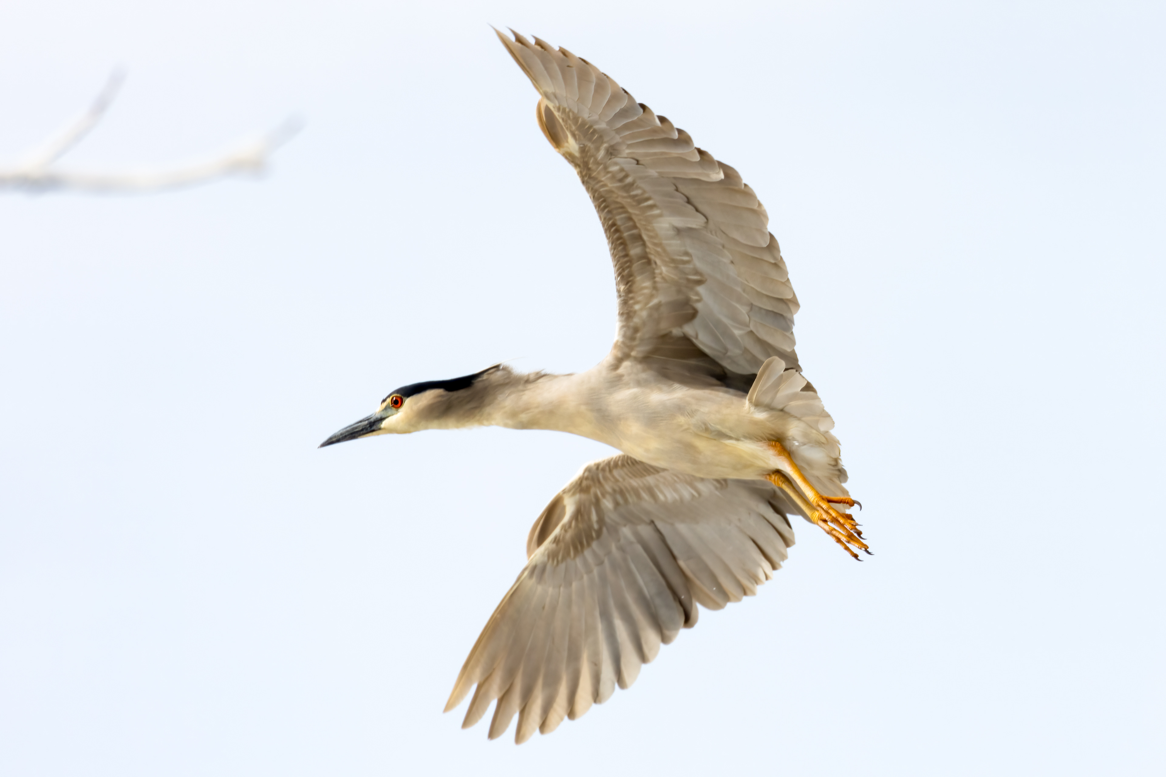 64. black-crowned night heron