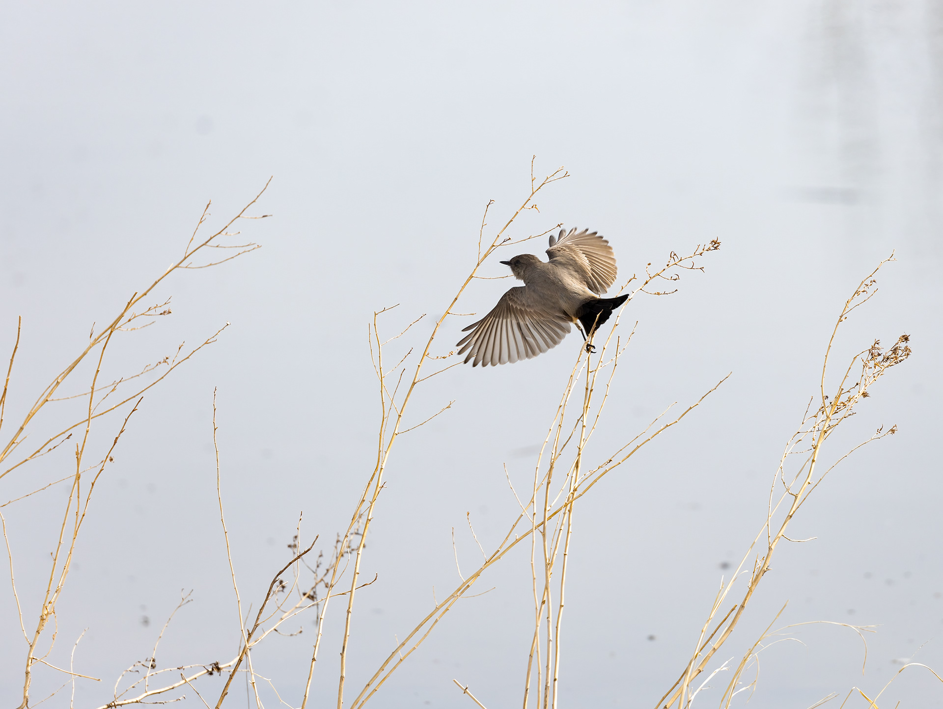 65. Say's phoebe