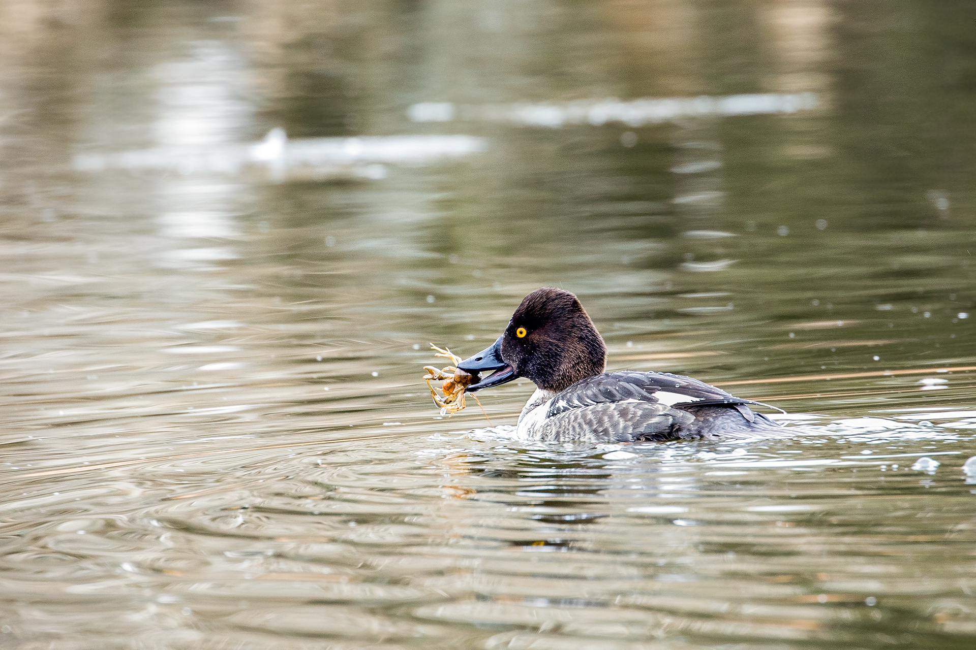 54. common goldeneye