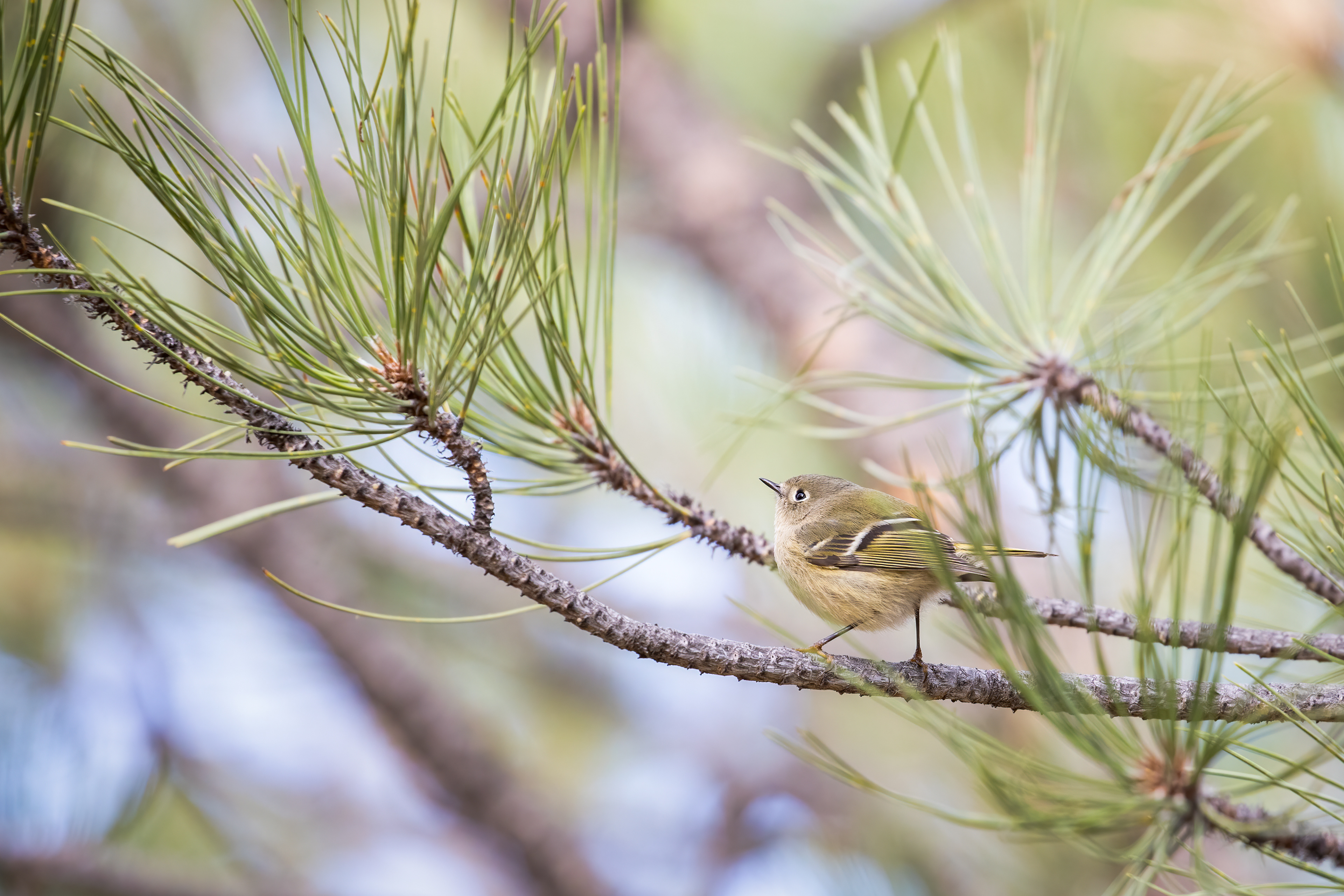 46. ruby-crowned kinglet
