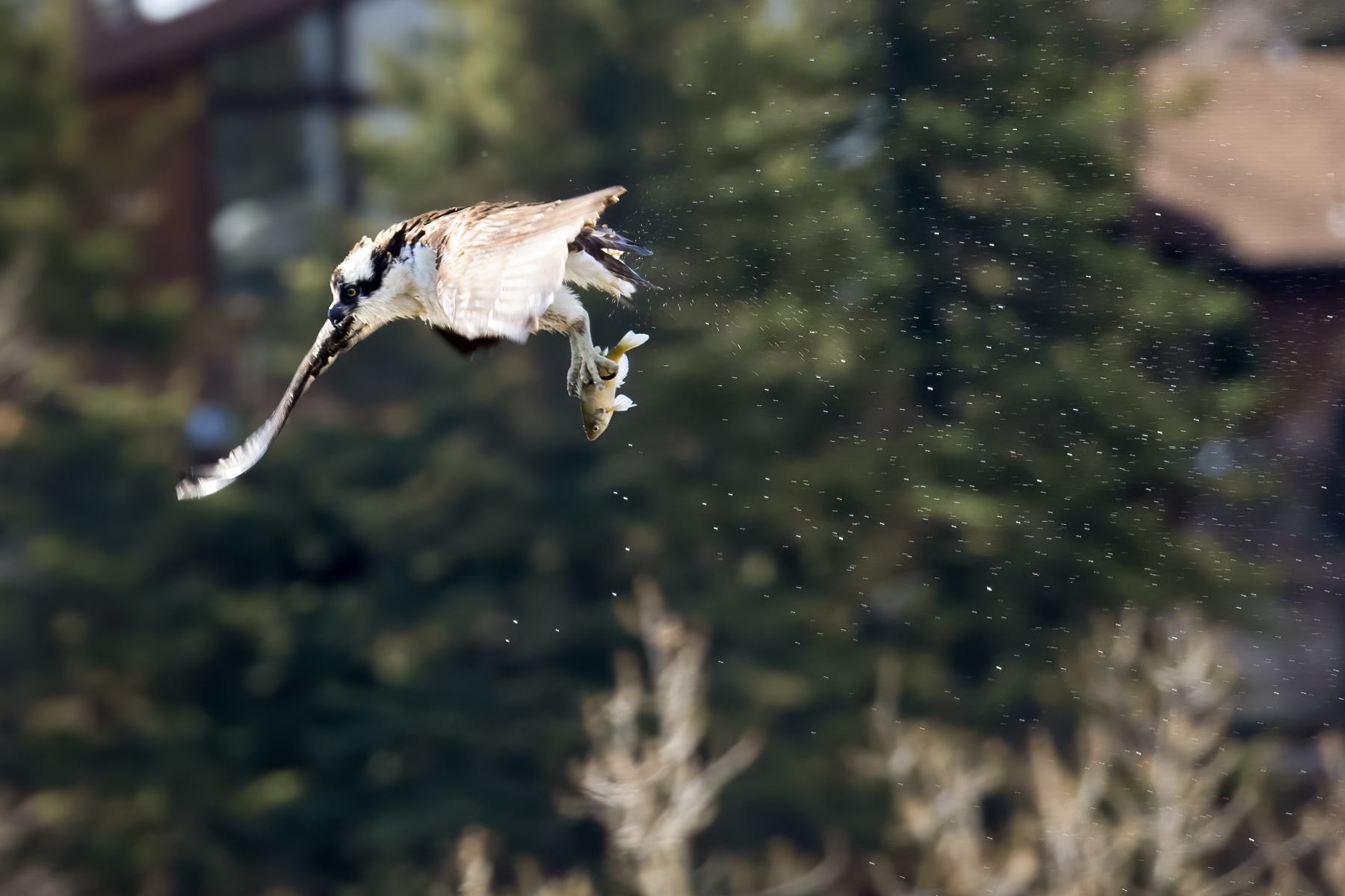 17. osprey
