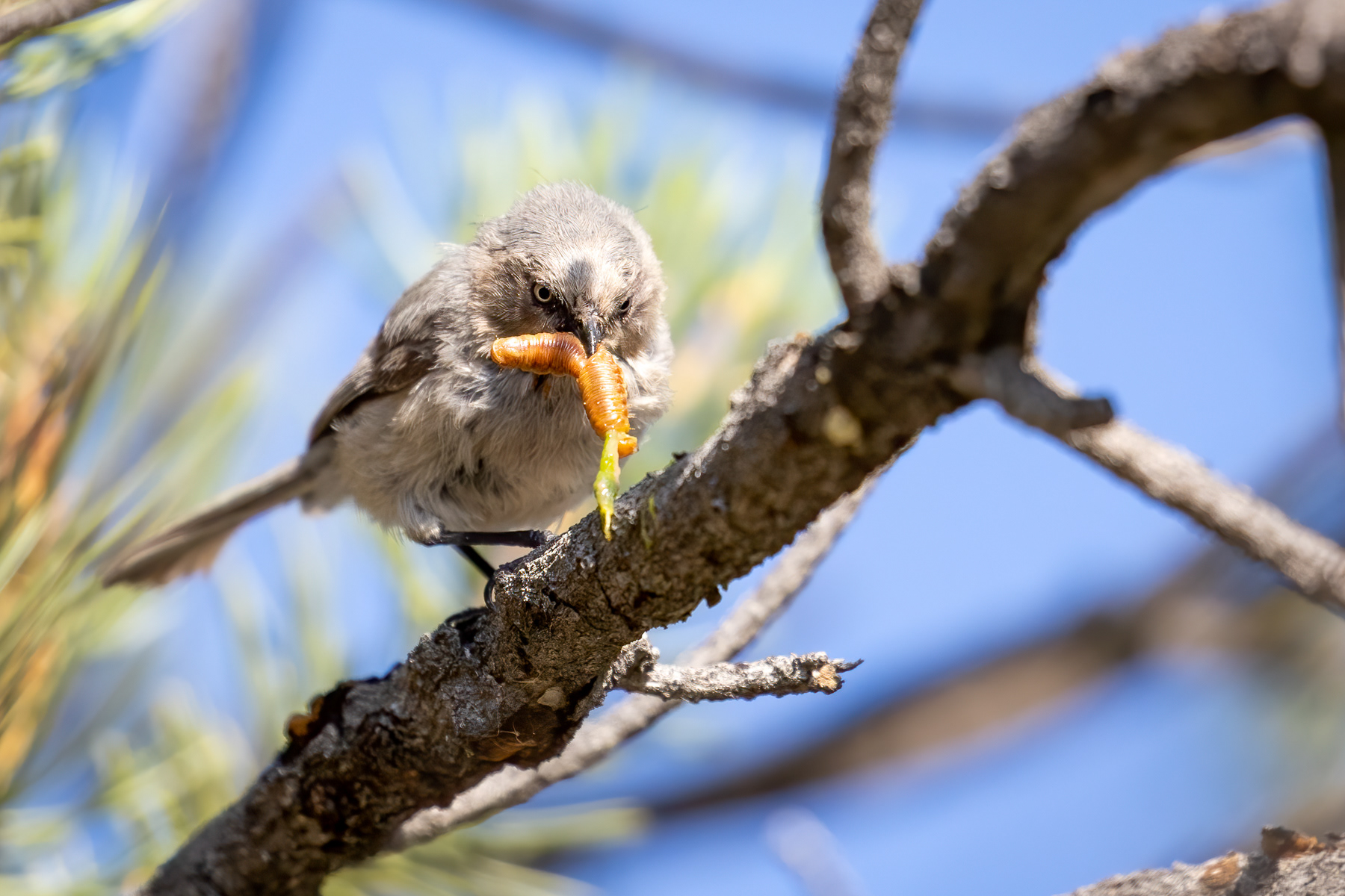 7. bushtit
