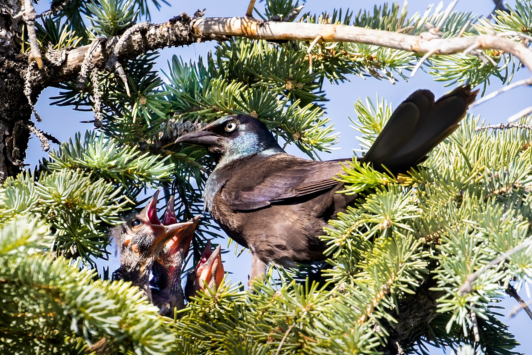 21. common grackle(s)