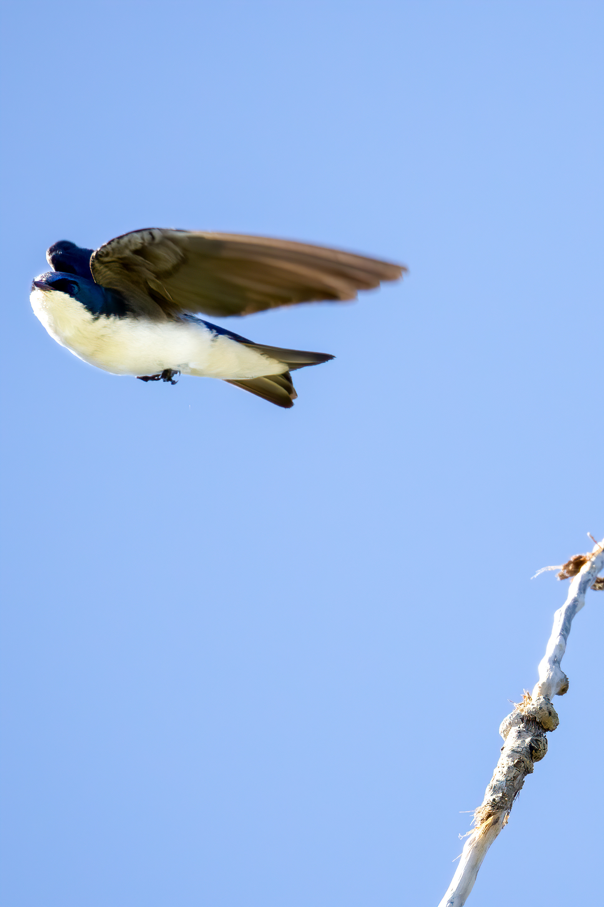 5. tree swallow