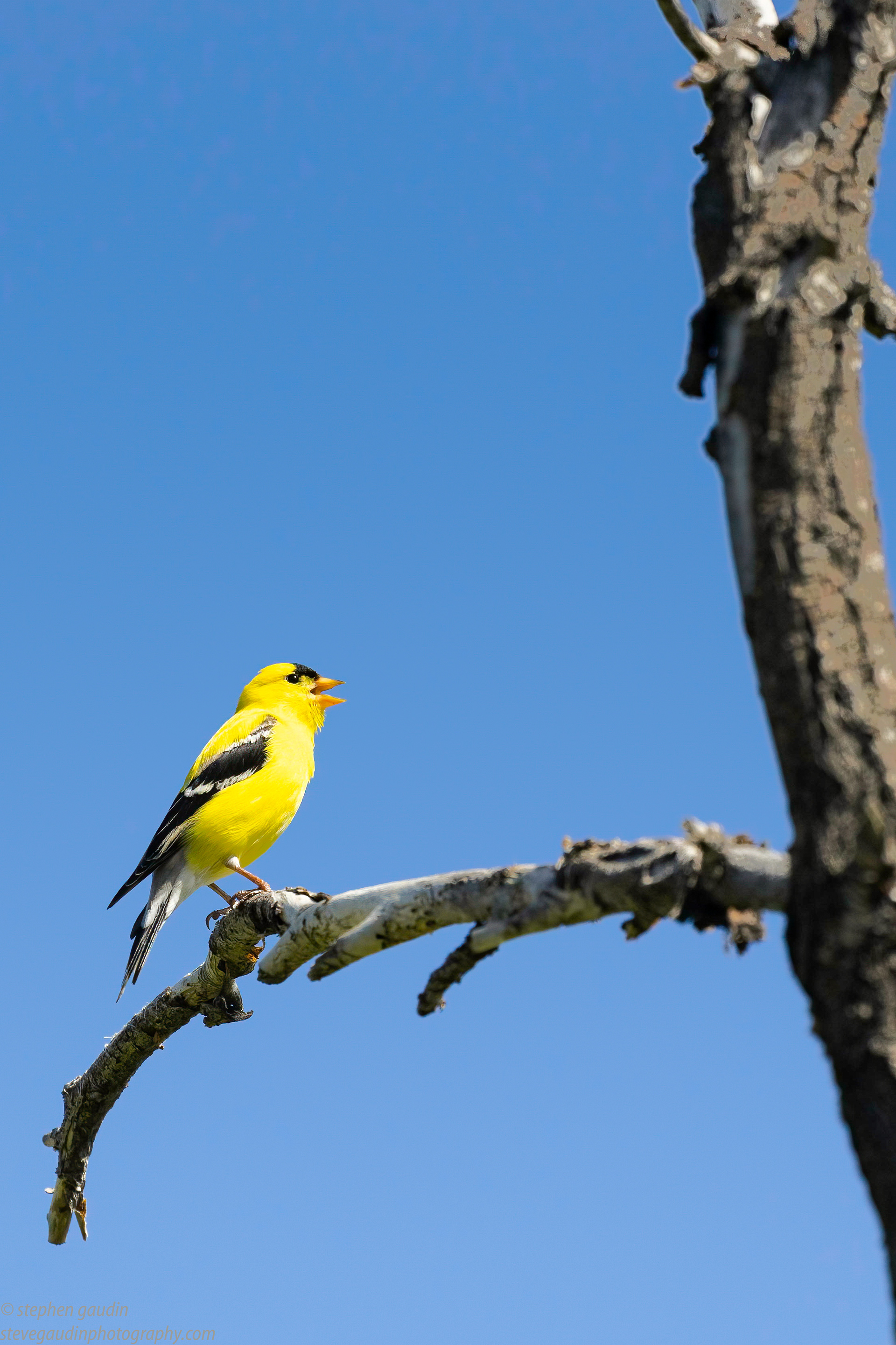 32. American goldfinch