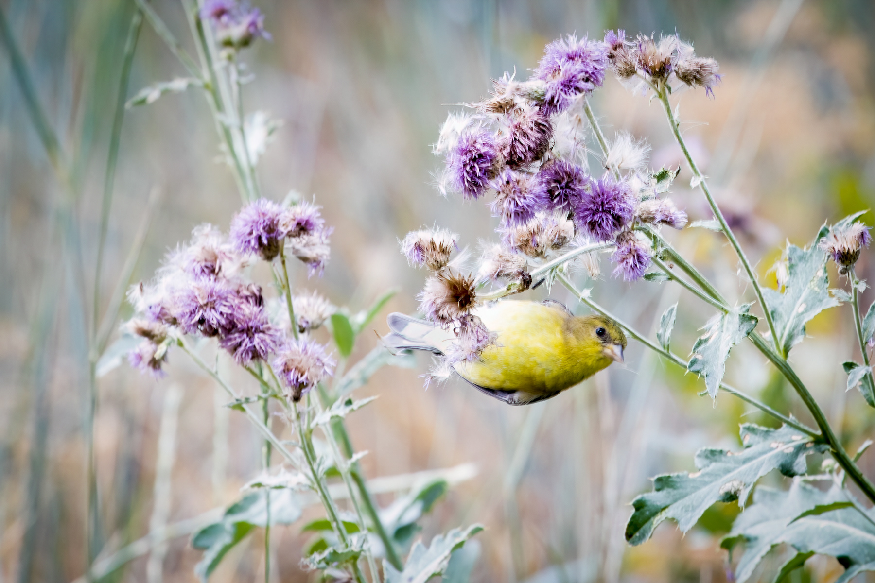 18. lesser goldfinch