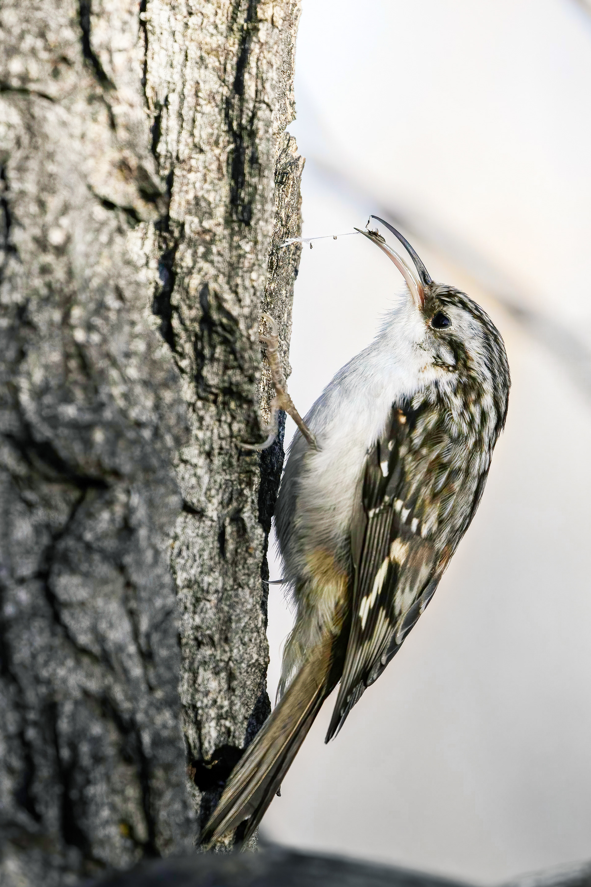 58. brown creeper