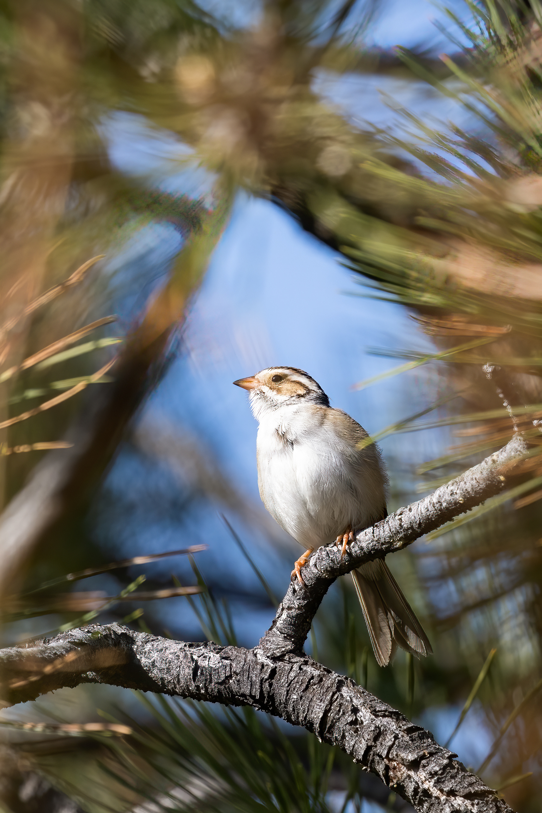 8. clay-colored sparrow