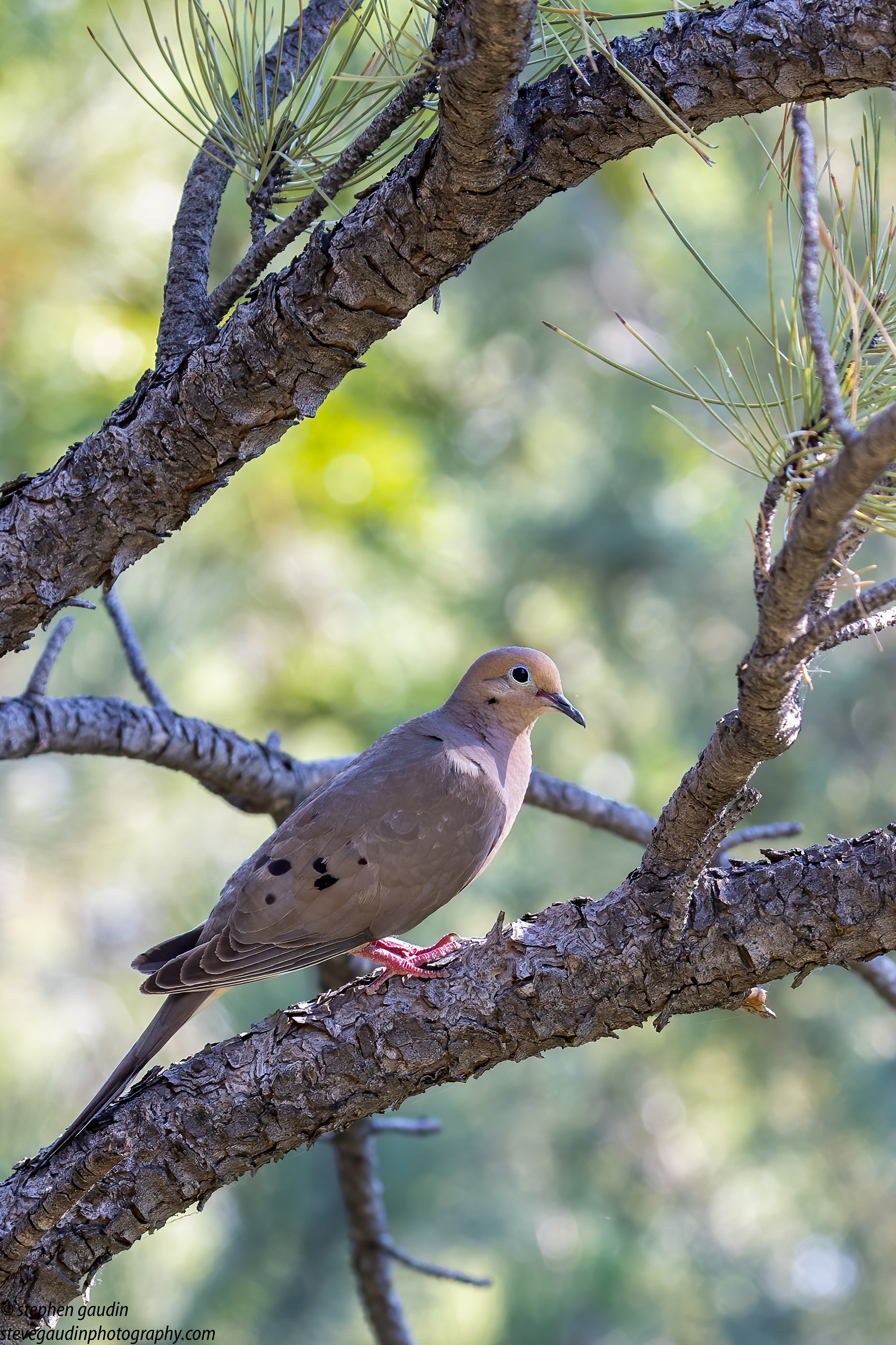 28. mourning dove