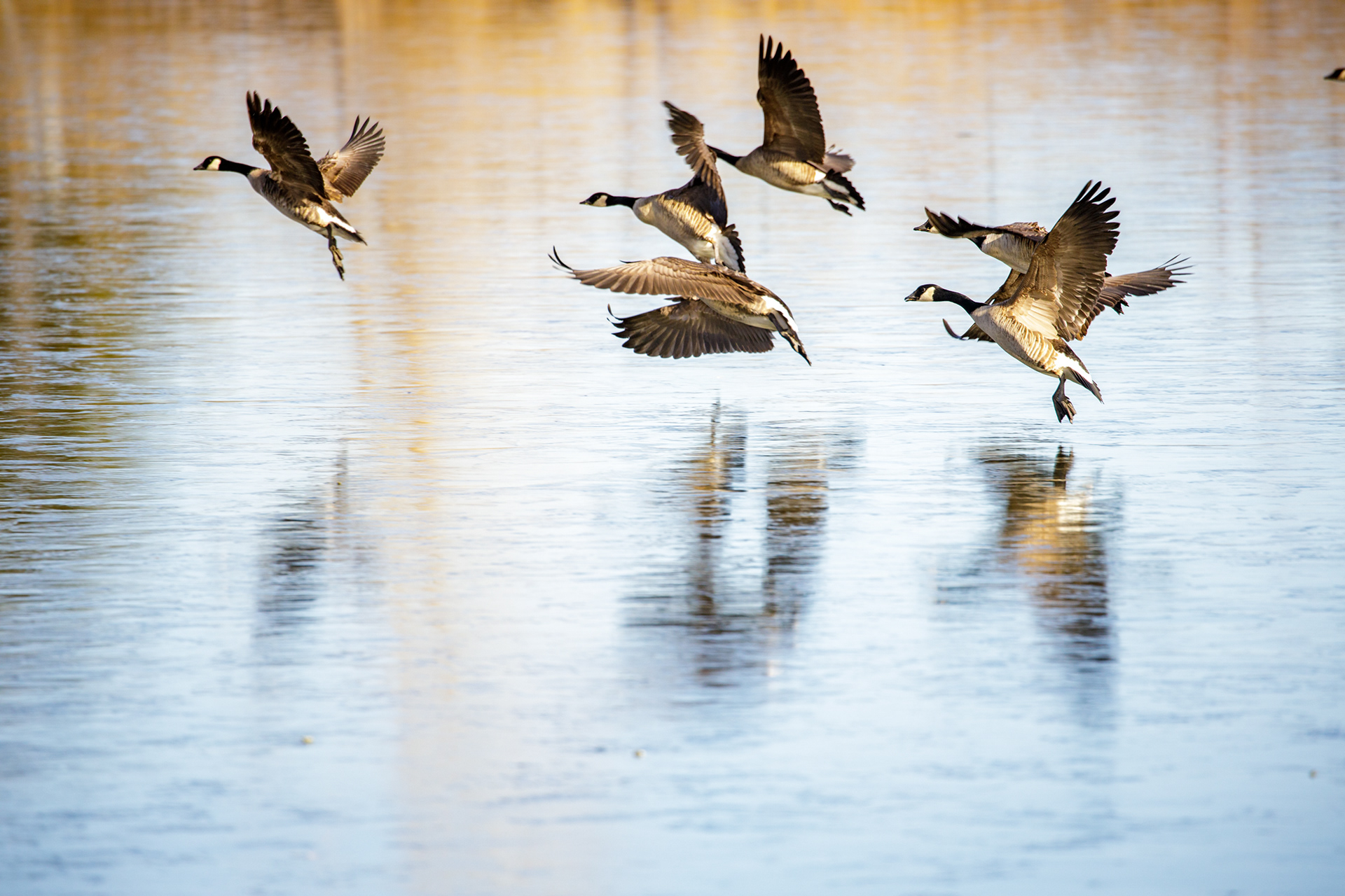 20. Canada geese