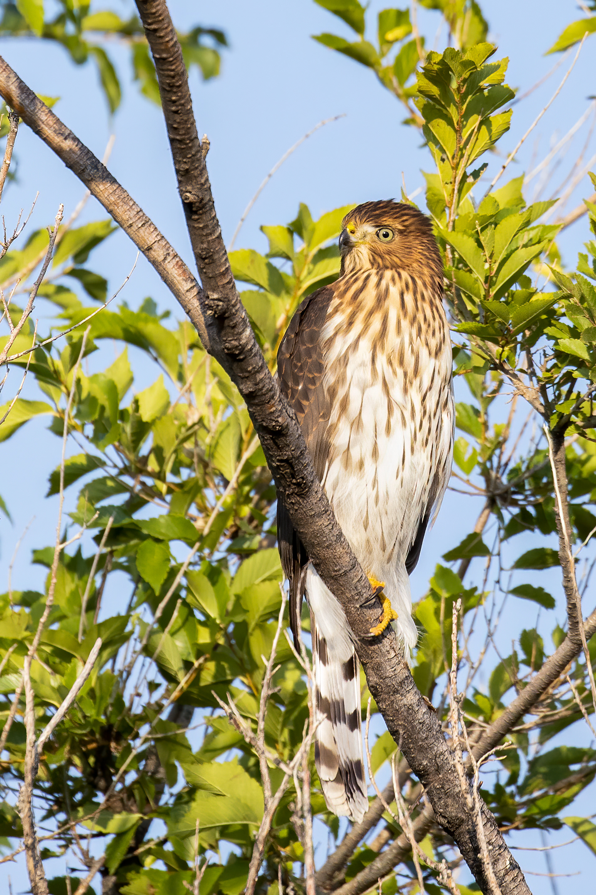 39. Cooper's hawk