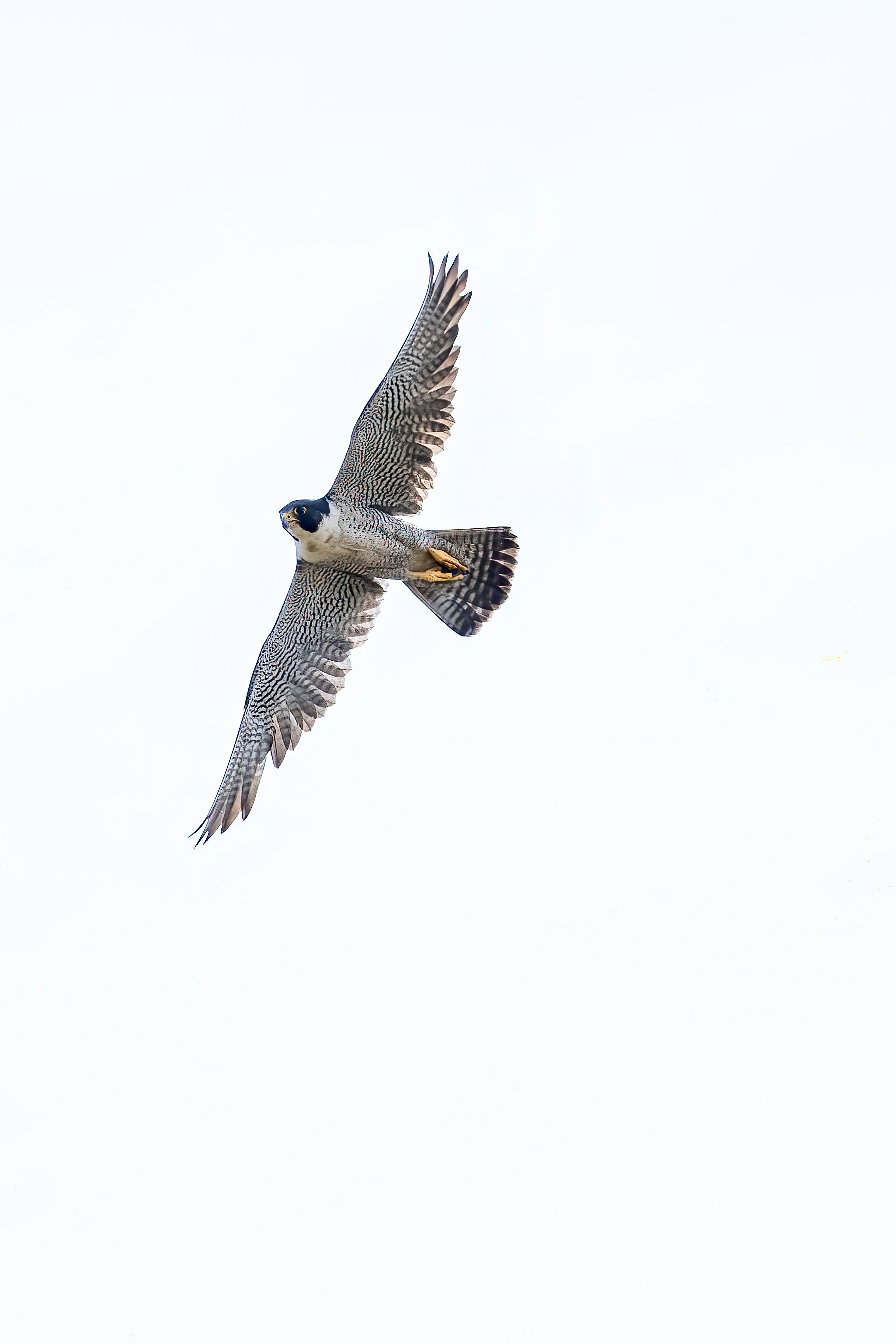 25. peregrine falcon