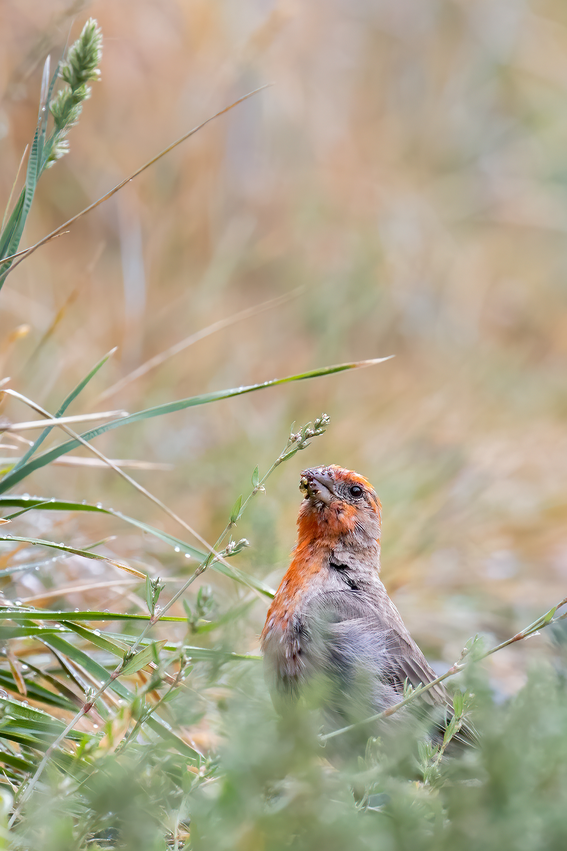35. house finch