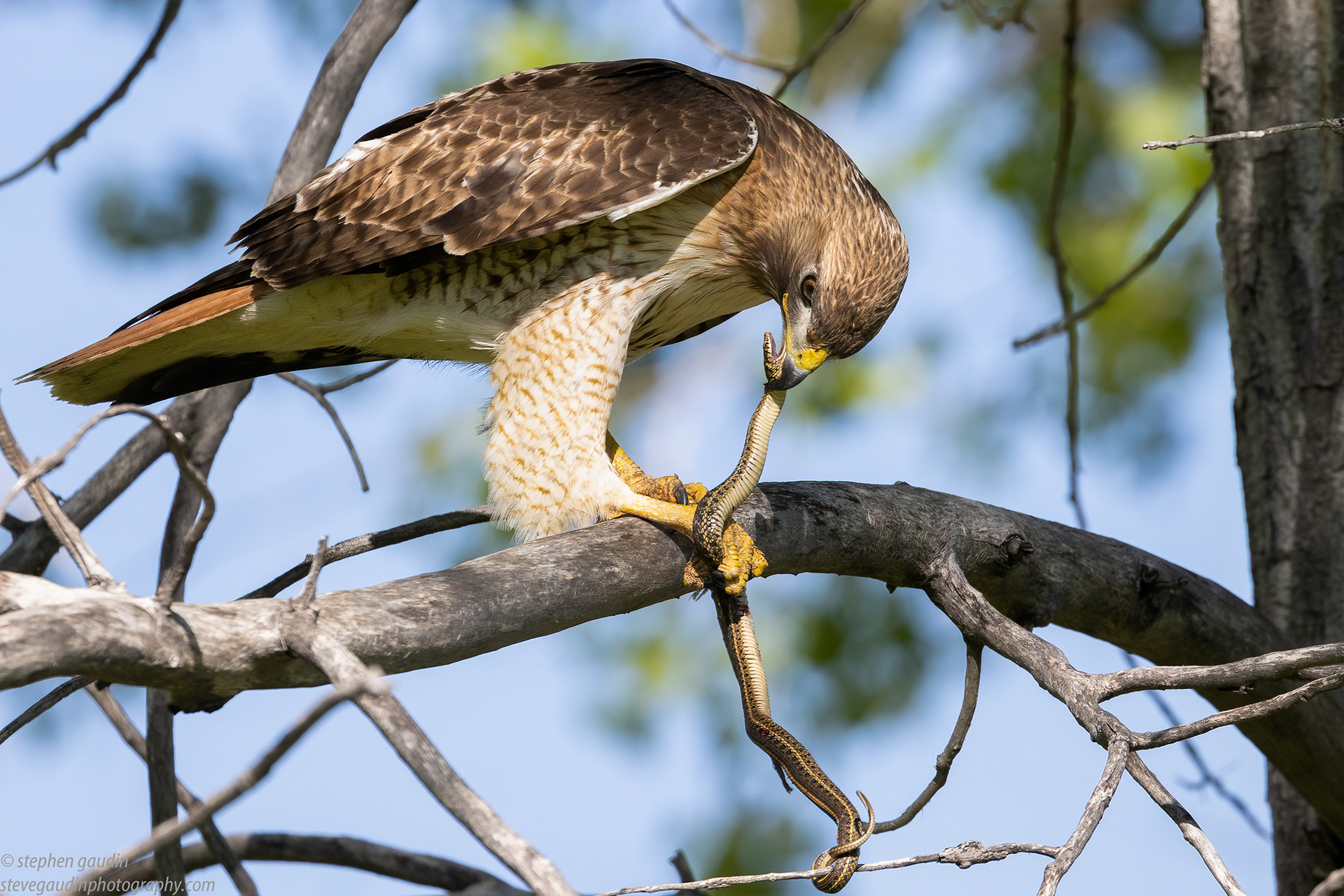 16. red-tailed hawk enjoying a garter snake snack 6-5 21