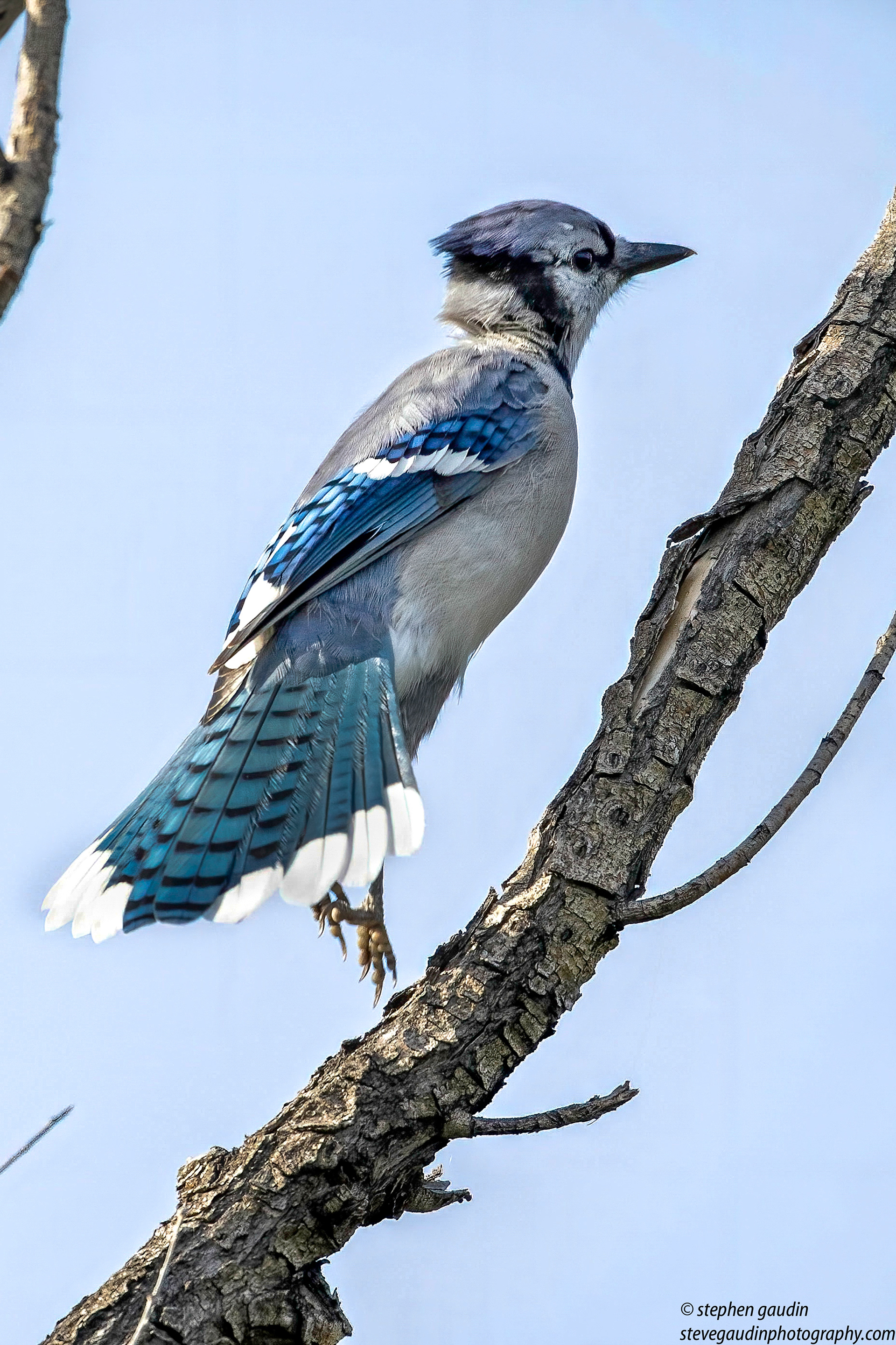 45. blue jay