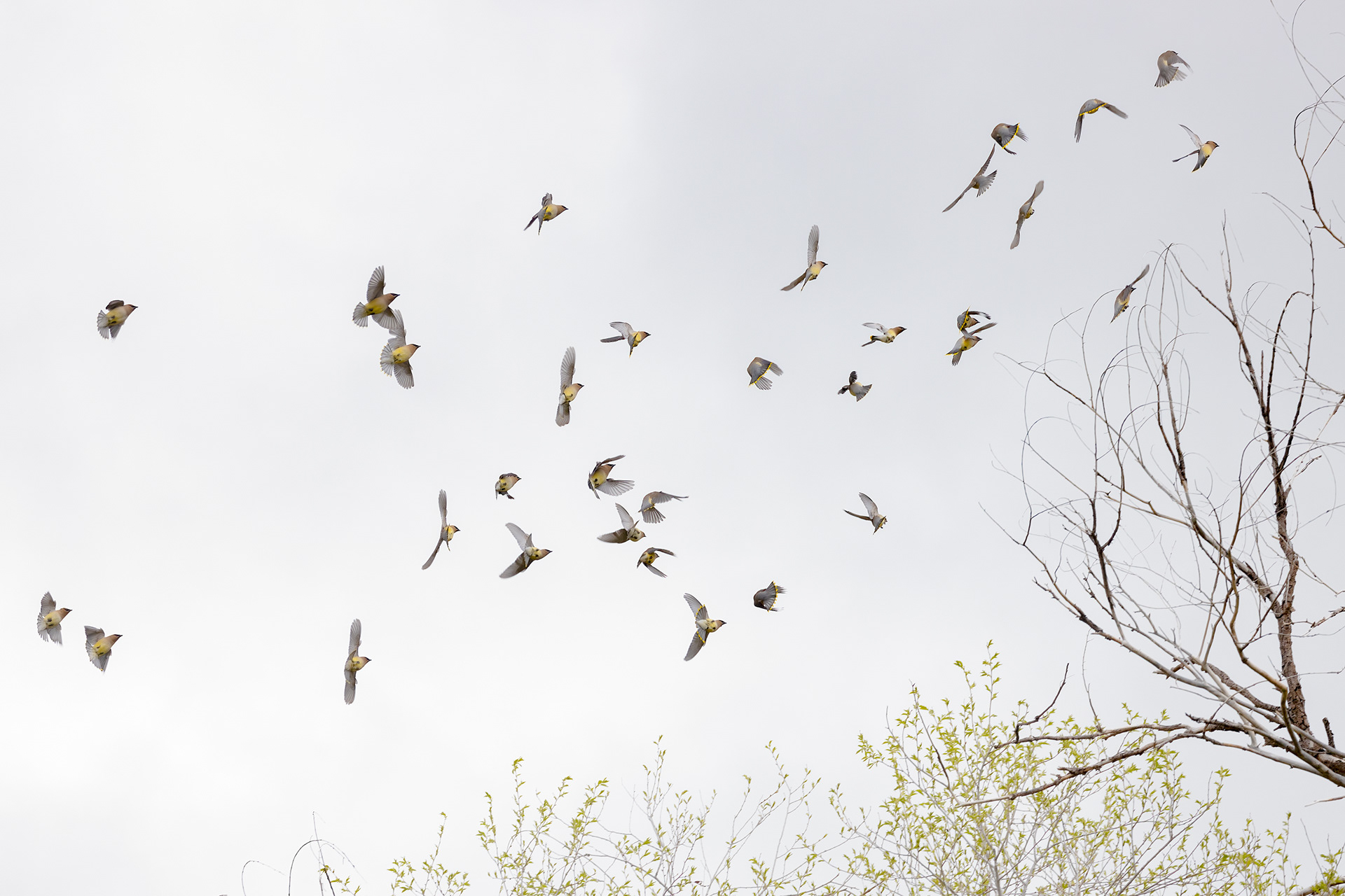 1. cedar waxwings 5-10 -21