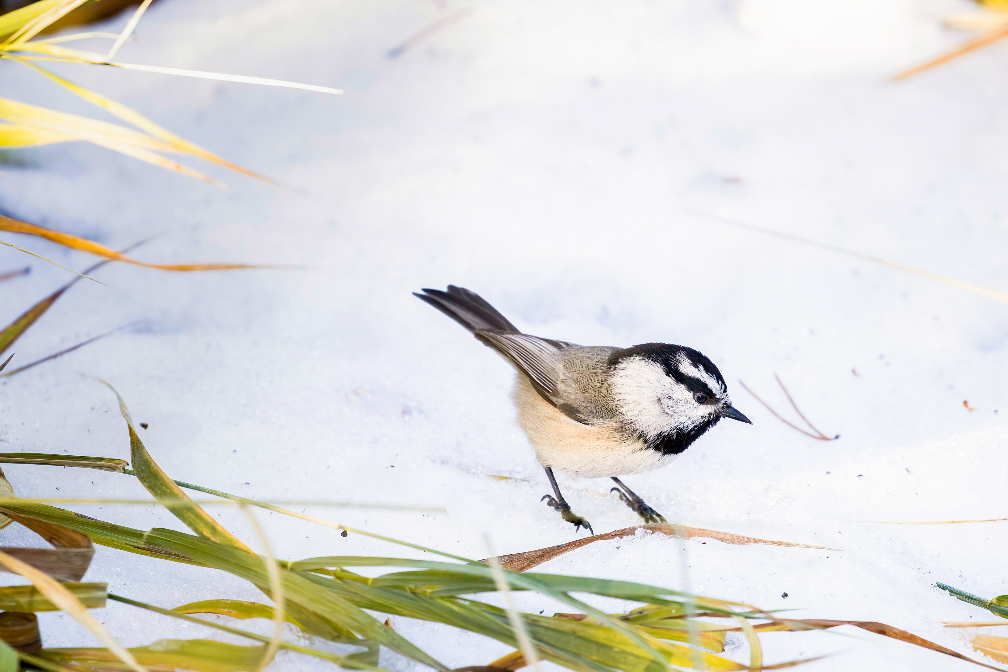 49. mountain chickadee