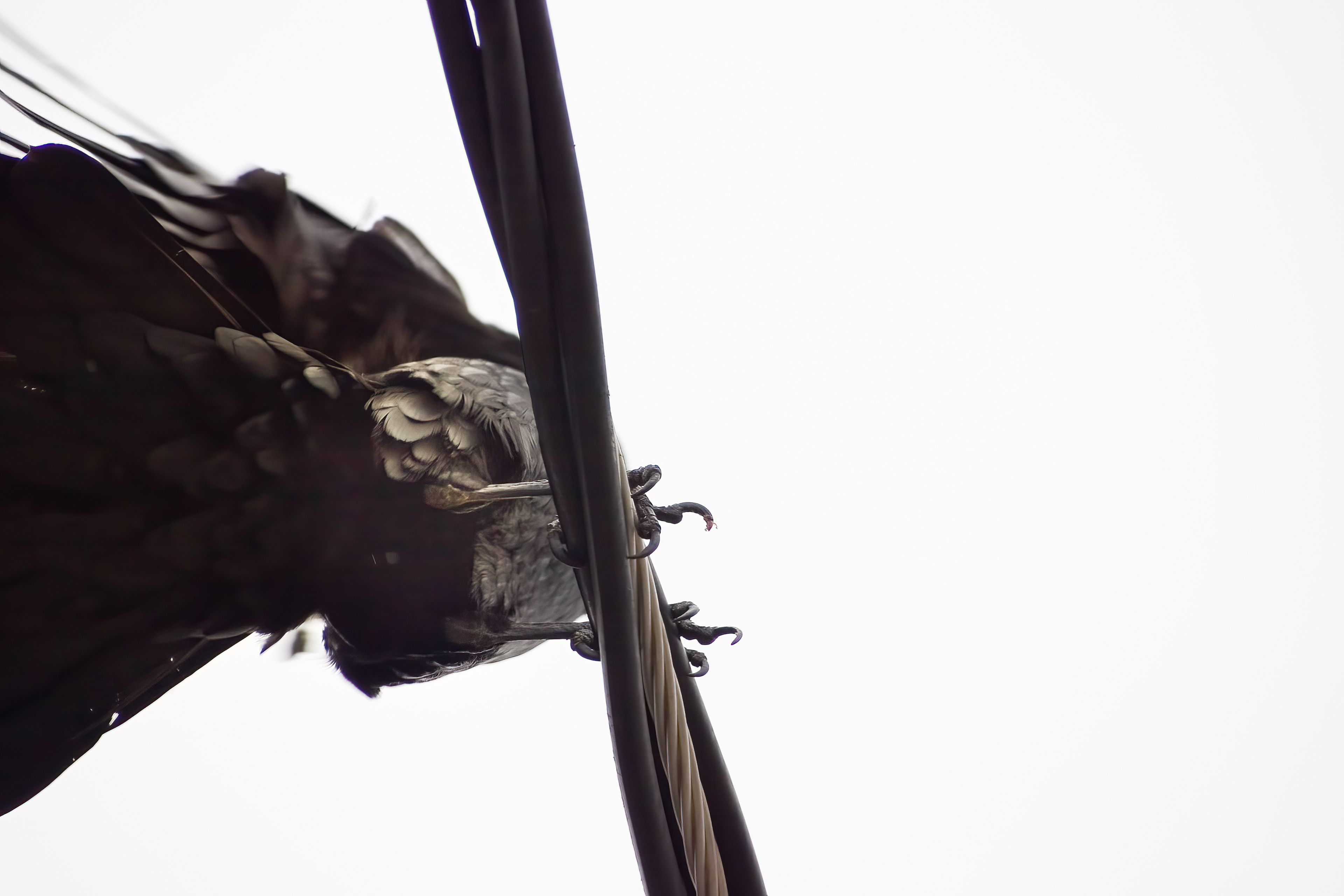 Raven in downtown Boulder