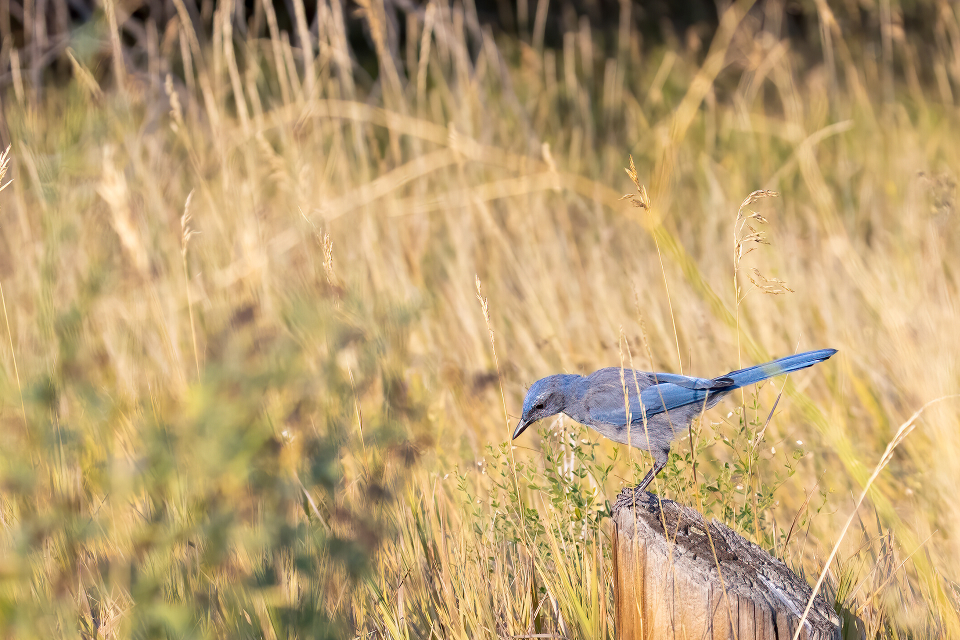 36. scrub jay