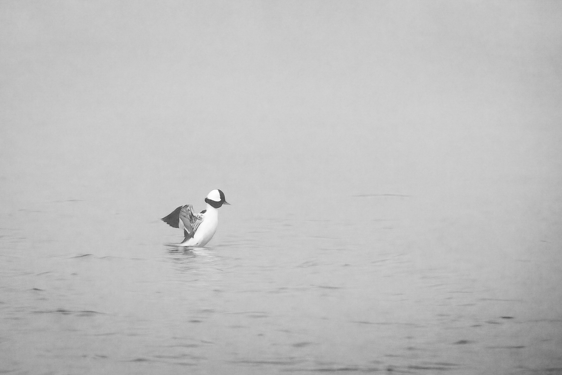 50. bufflehead