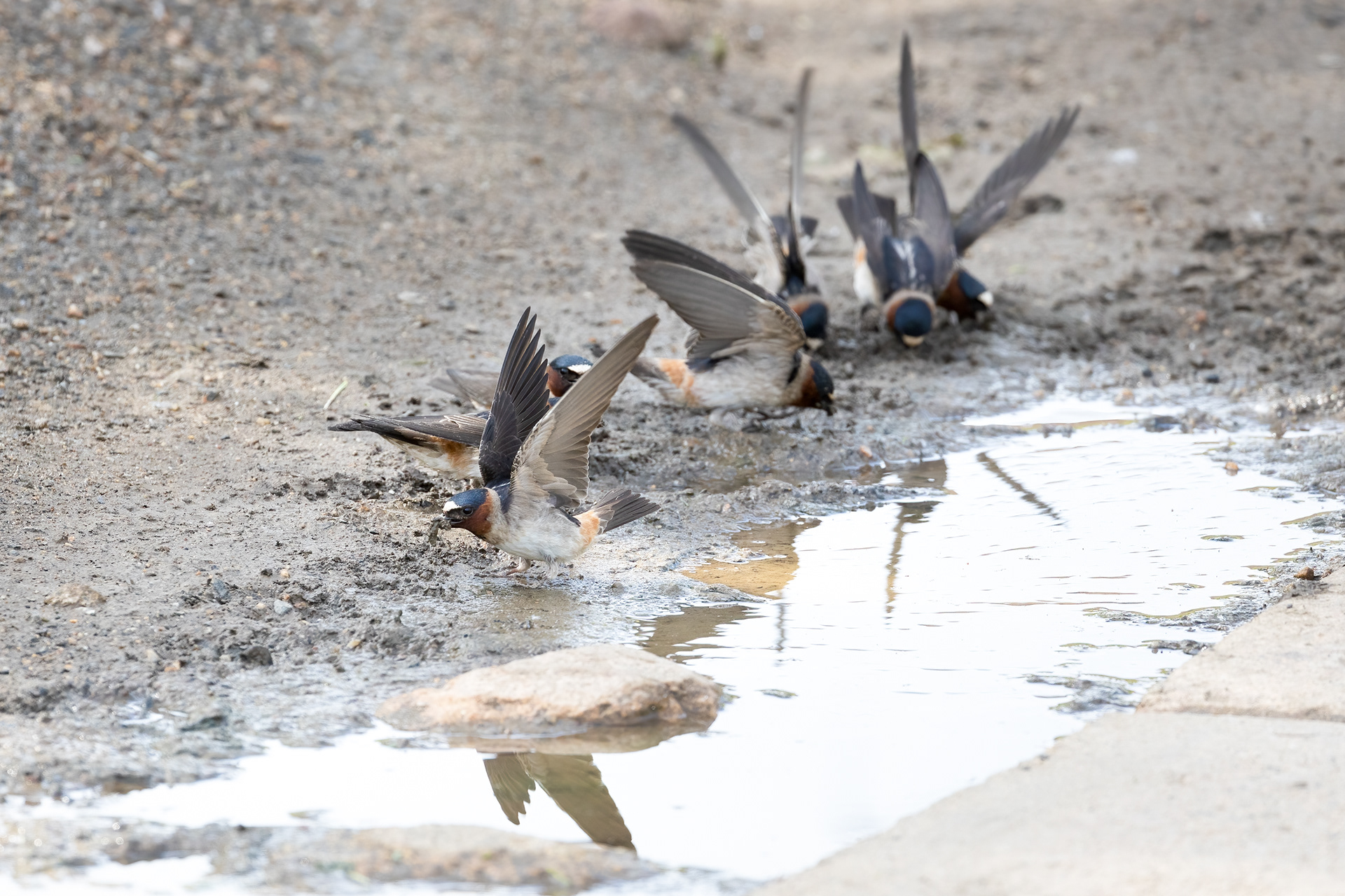4. cliff swallows 6-28-21