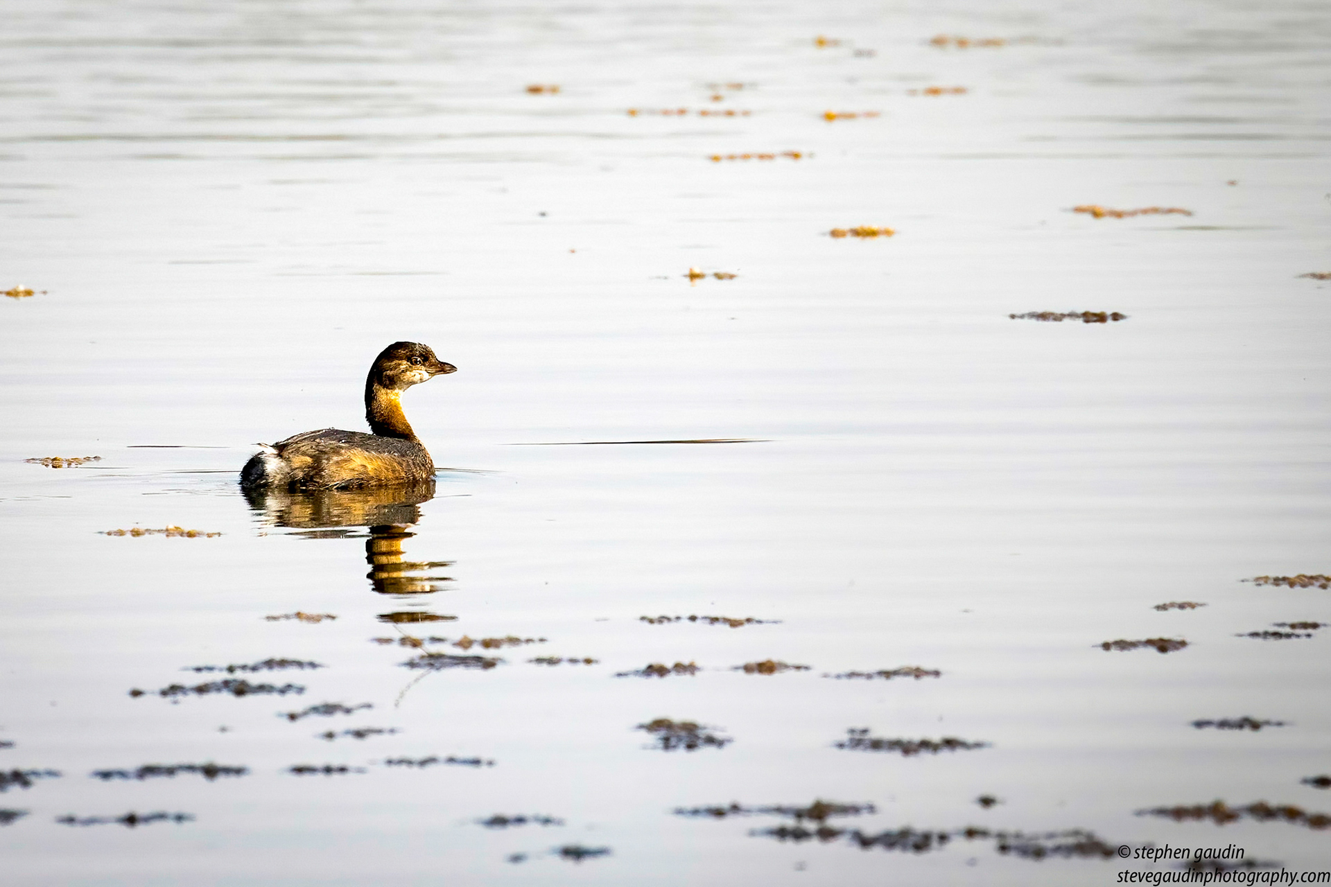 41. pied-billed grebe