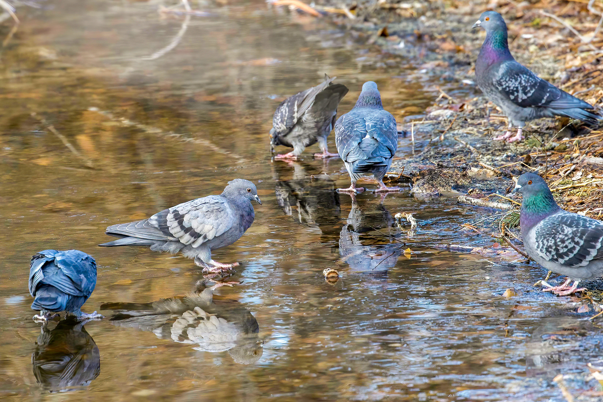 51. rock pigeons