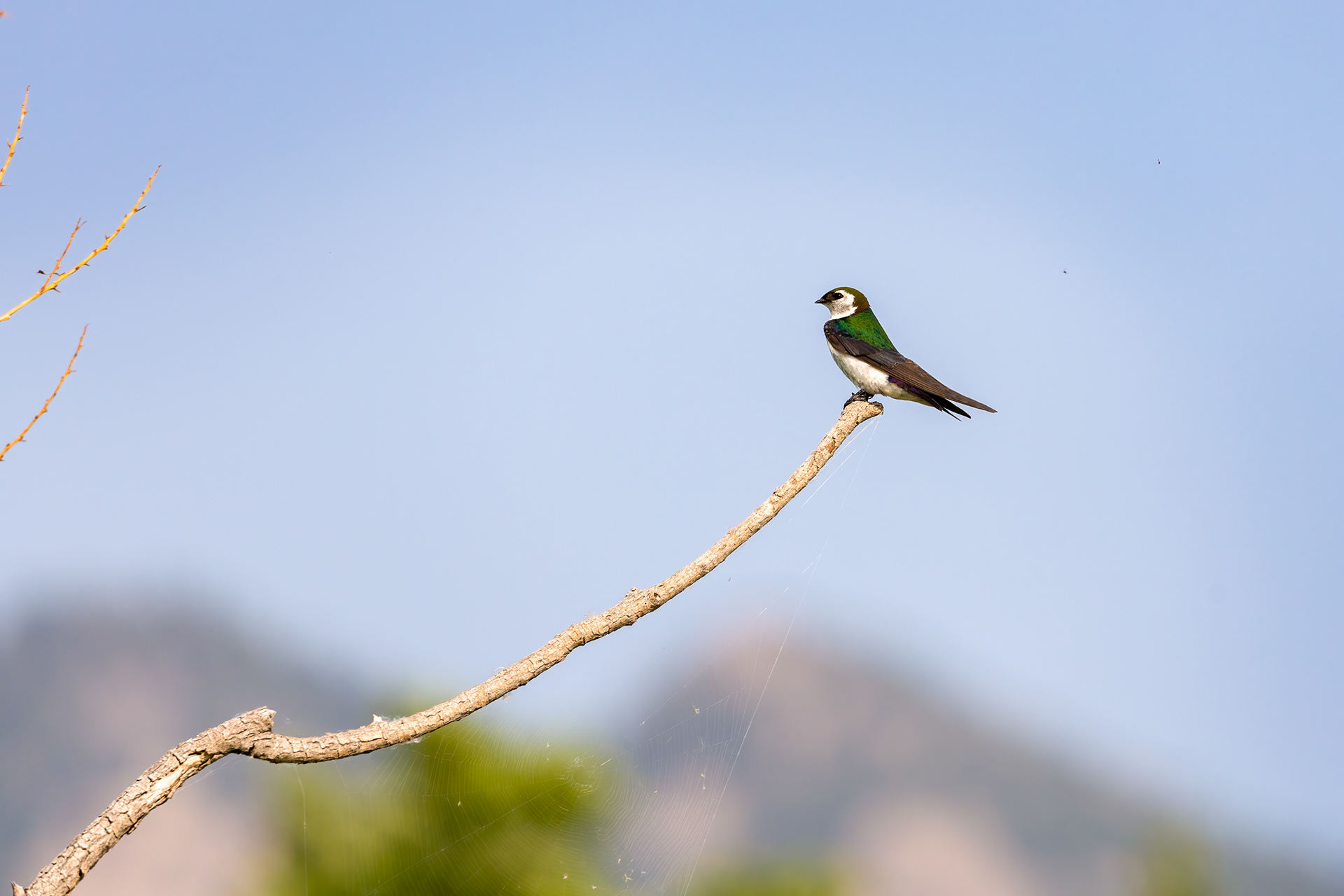 6. violet-green swallow 7-20-21