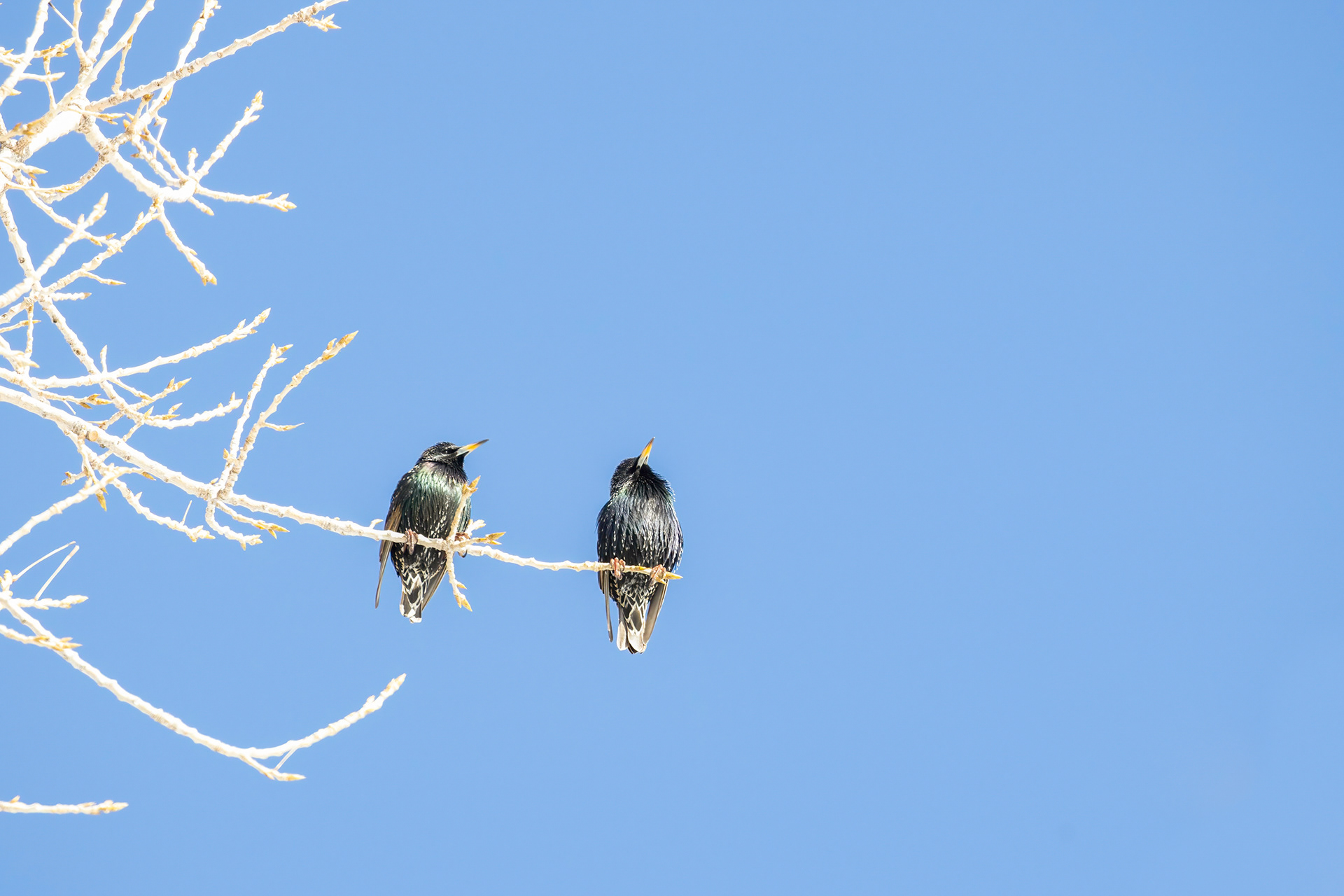 61. European starling