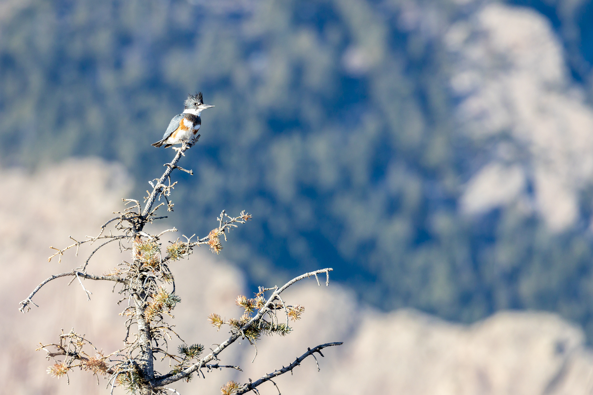 48. belted kingfisher (female)