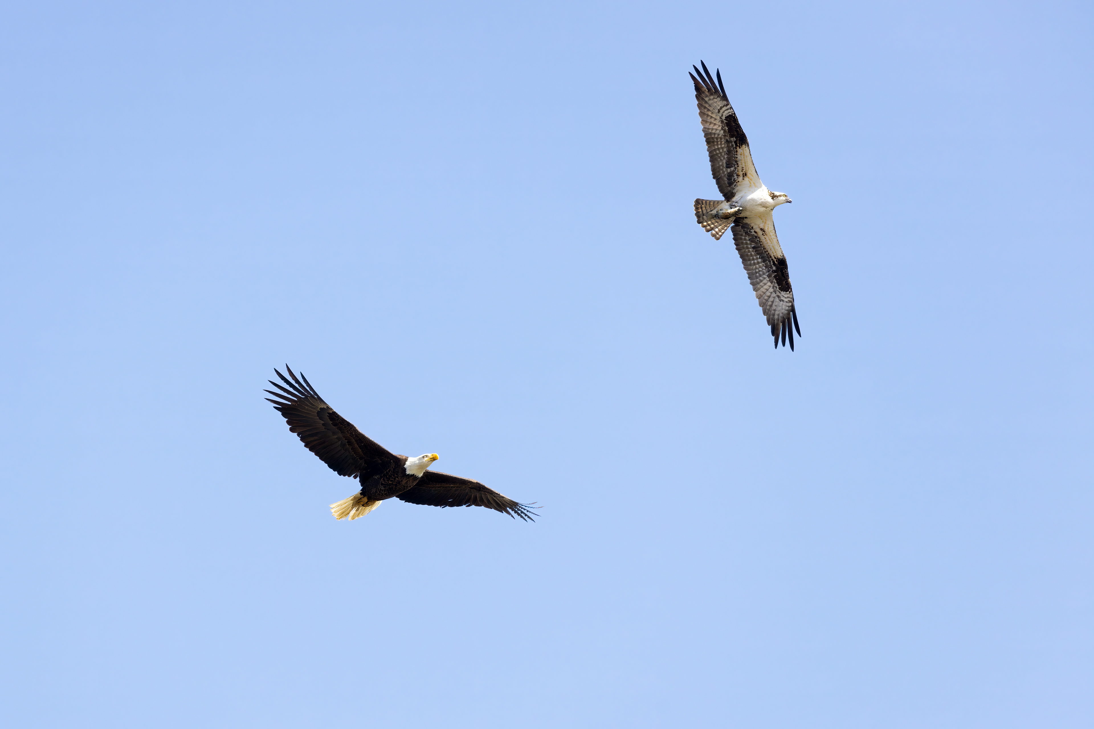 66. Pt. 1 Bald eagle and osprey. Osprey has a fish and eagle wants it. Stay tuned.....