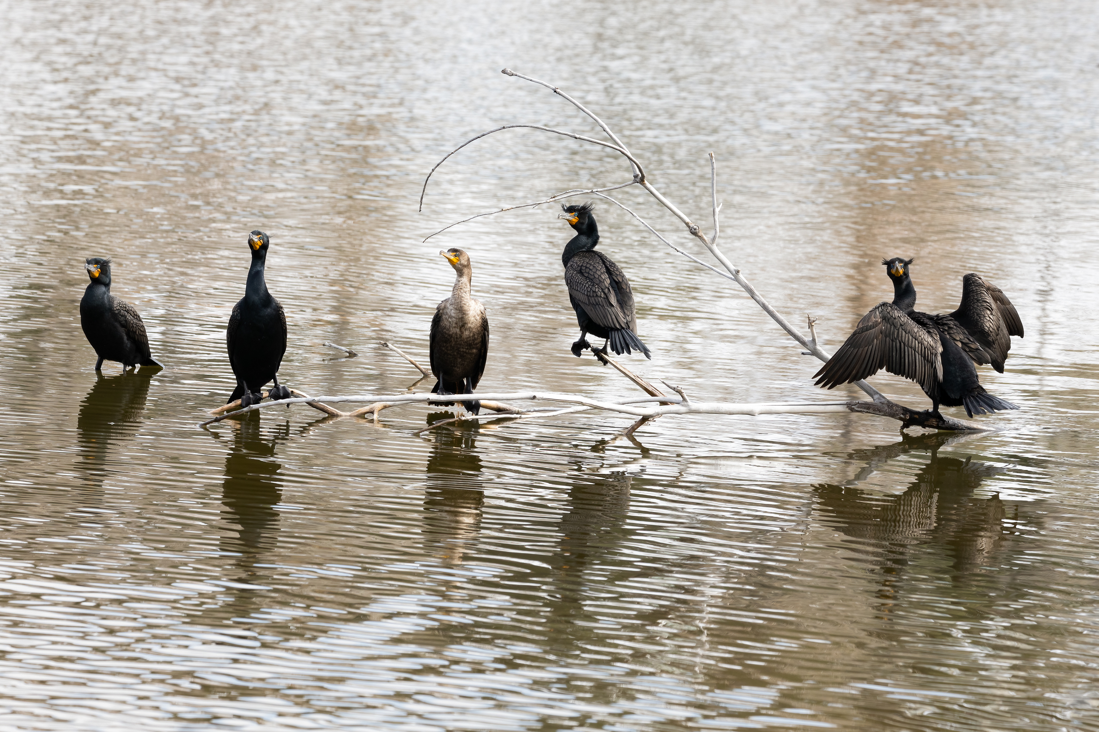 11. double-crested cormorant(s)