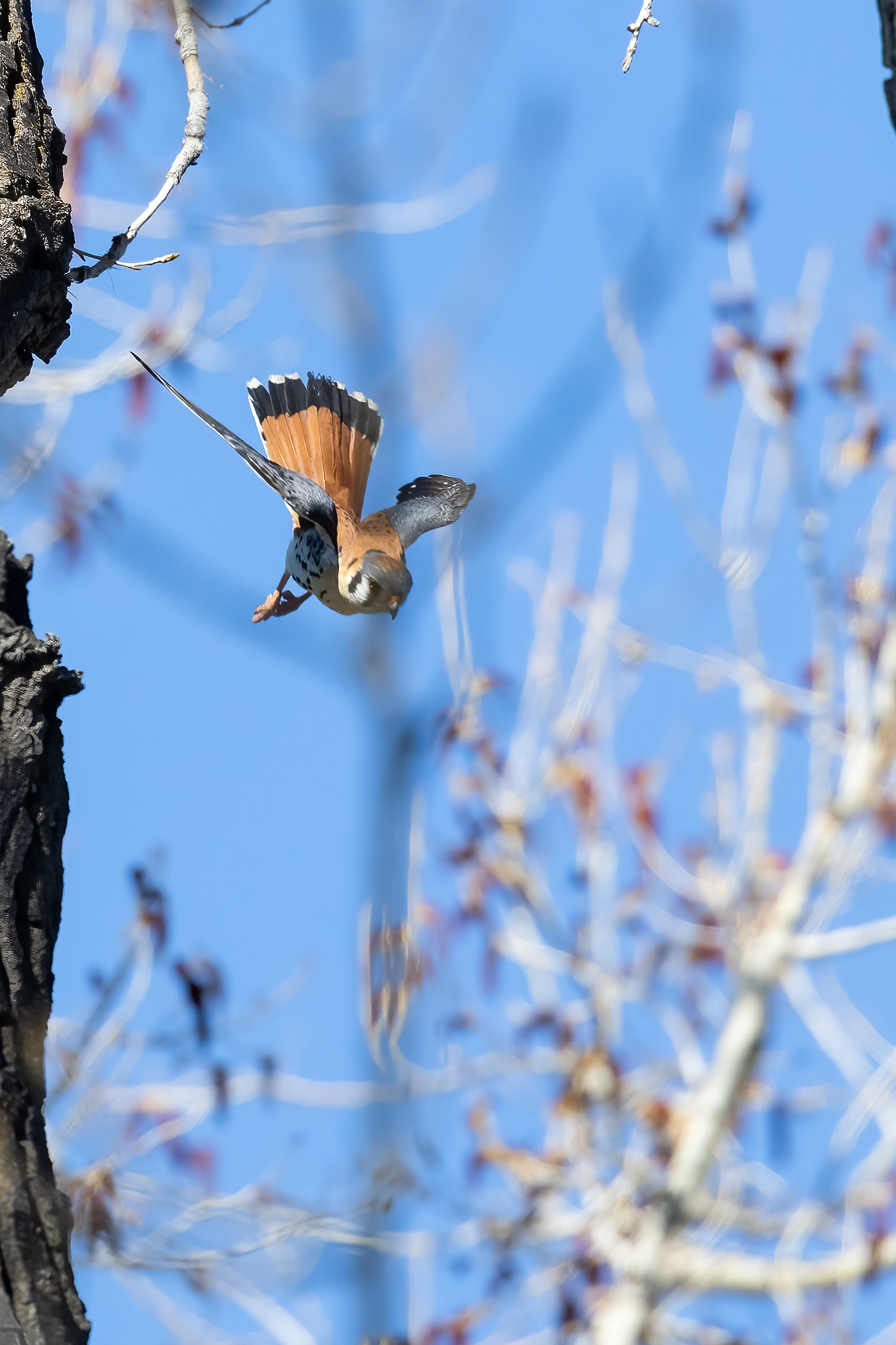 67. American kestrel