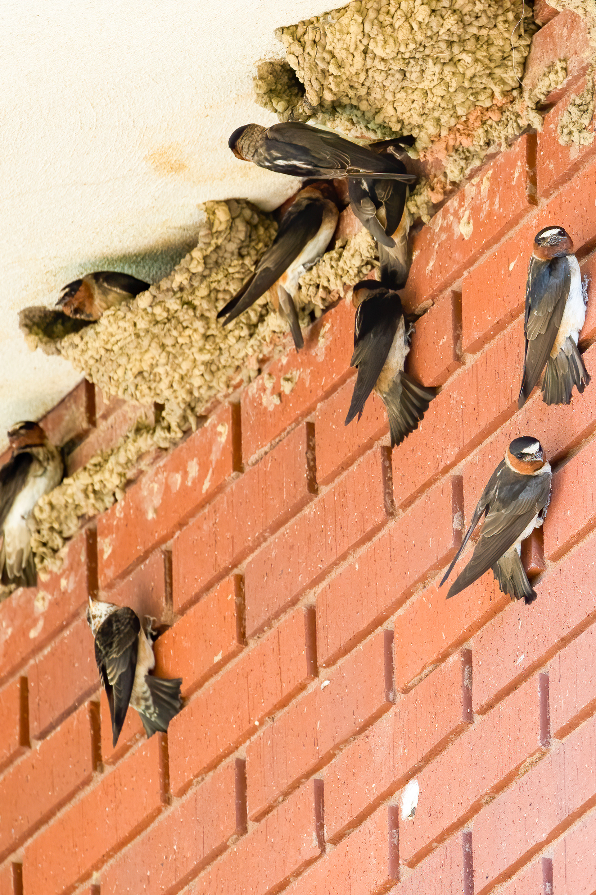 4. cliff swallows