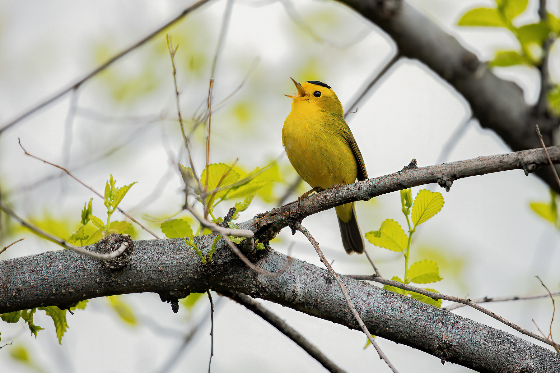 14. Wilson's warbler