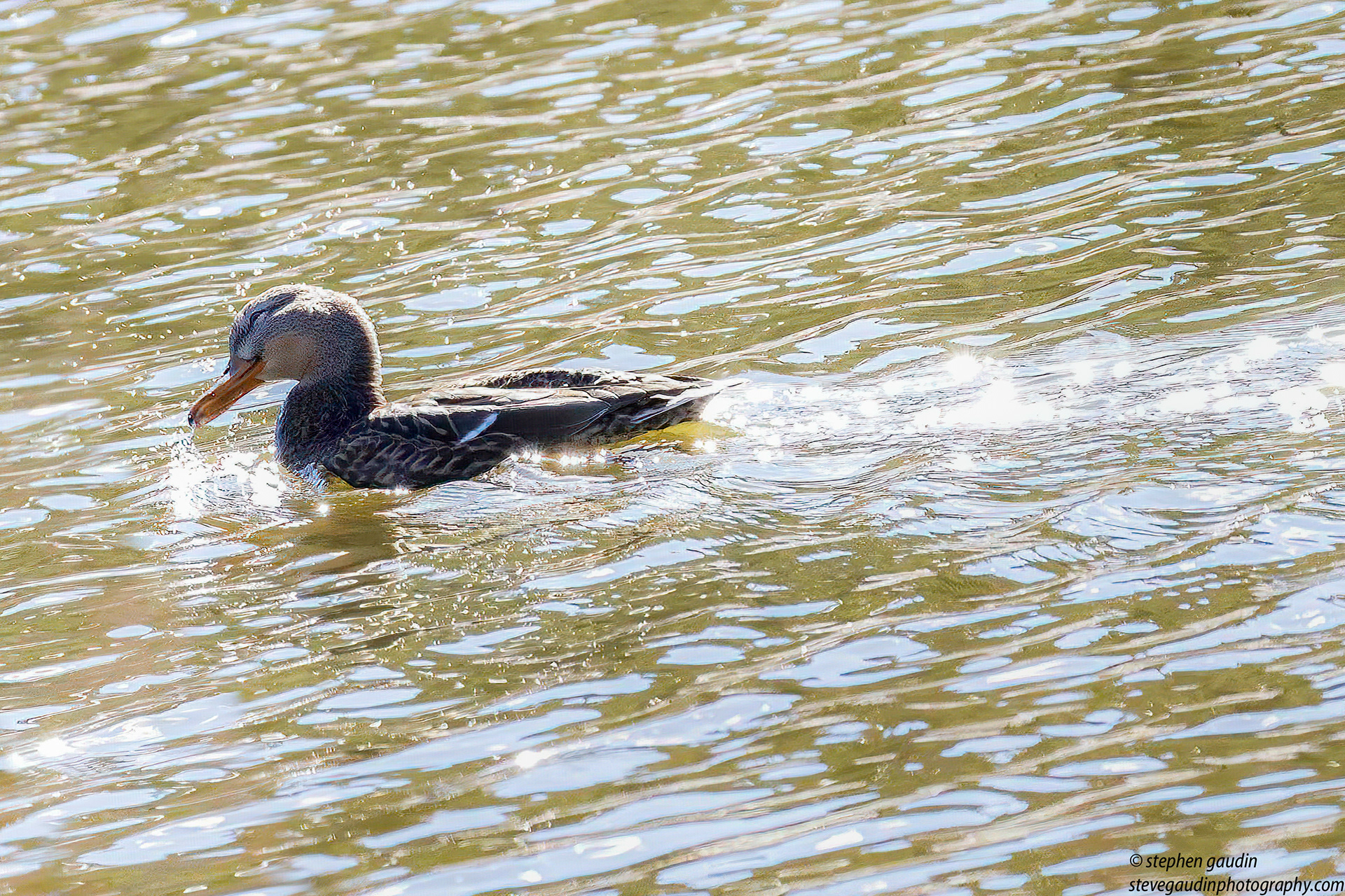 34. mallard hen