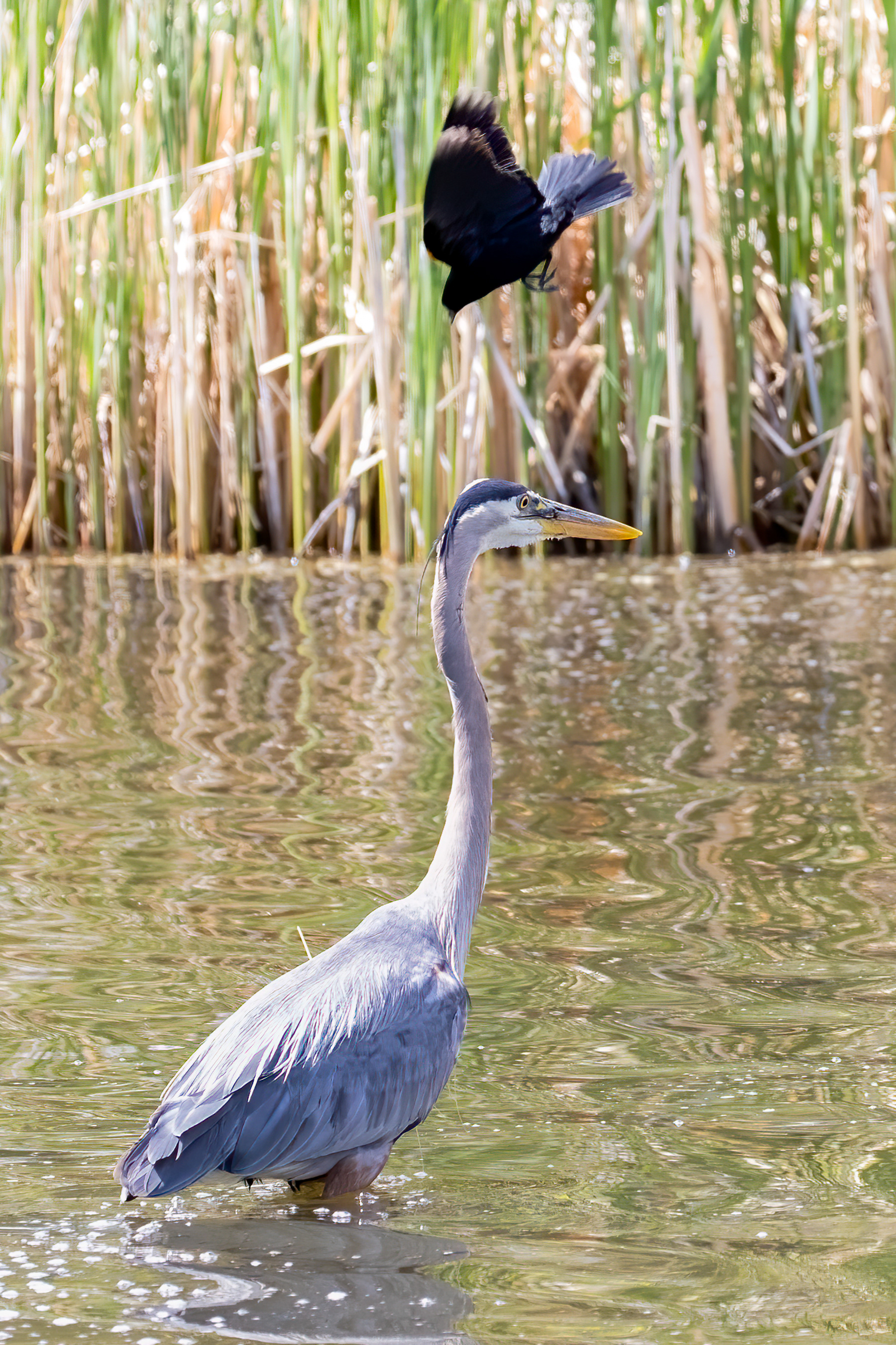 19. great blue heron and red-winged blackbird
