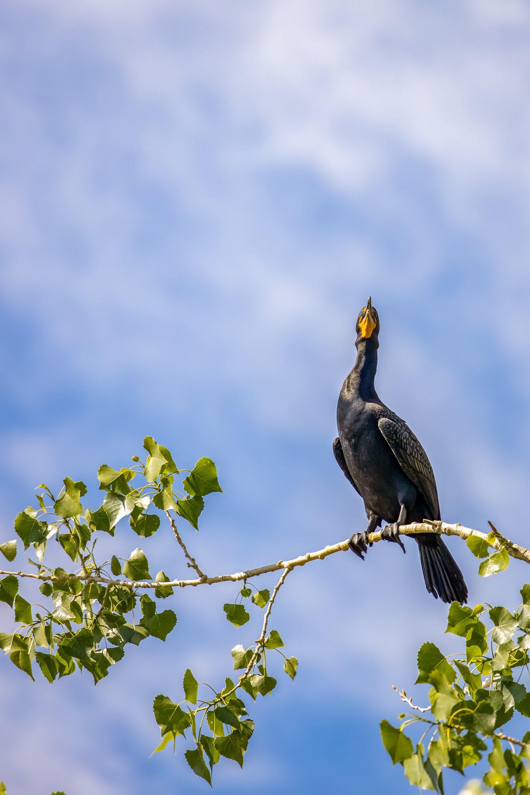 11. double-crested cormorant