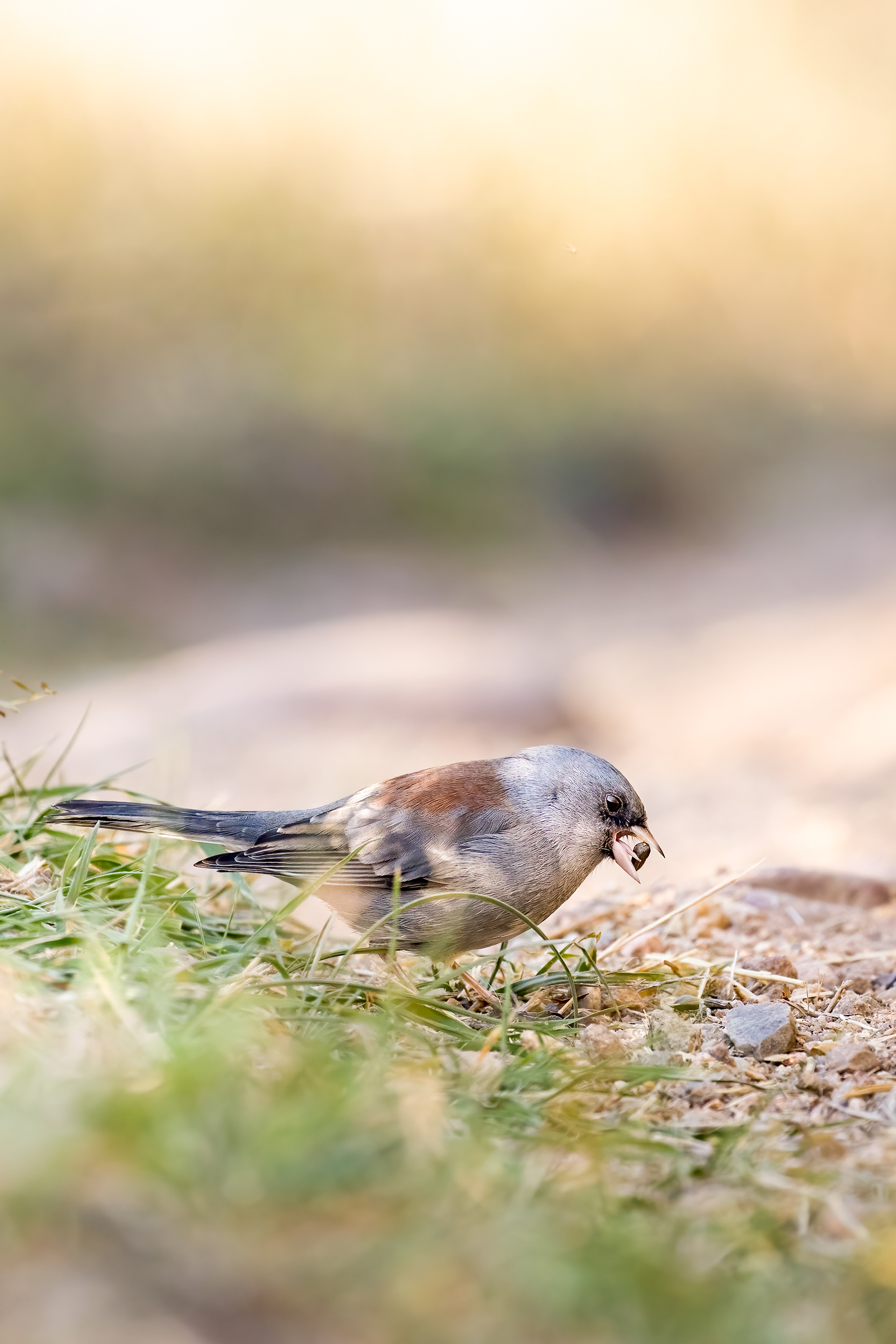 43. dark-eyed junco