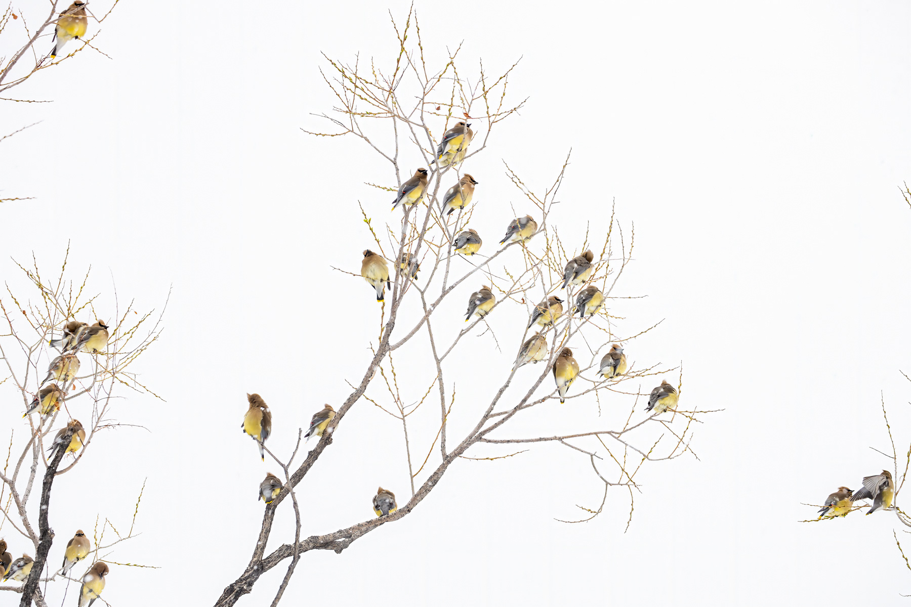 1. cedar waxwings