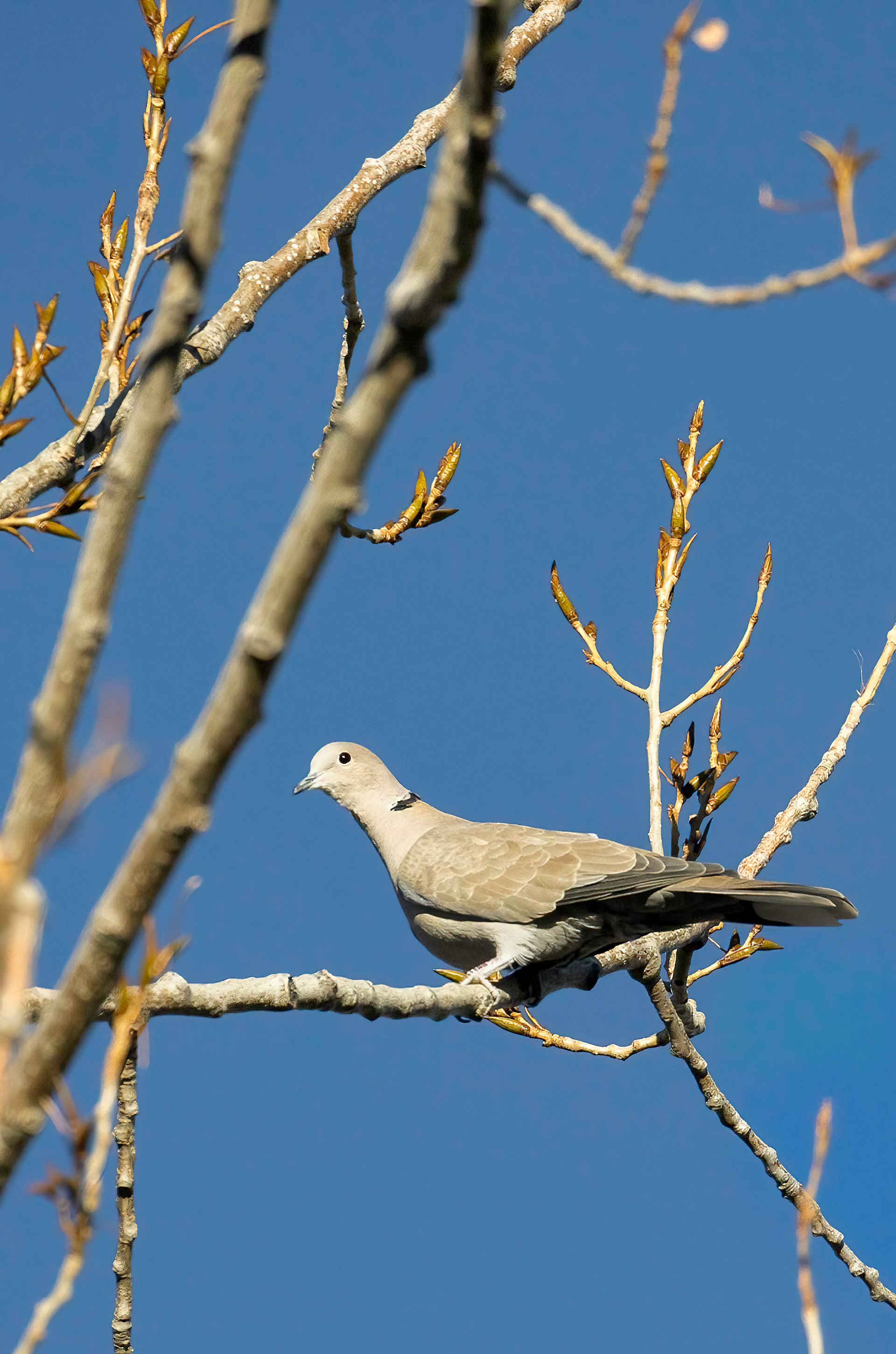 52. Eurasian collared dove