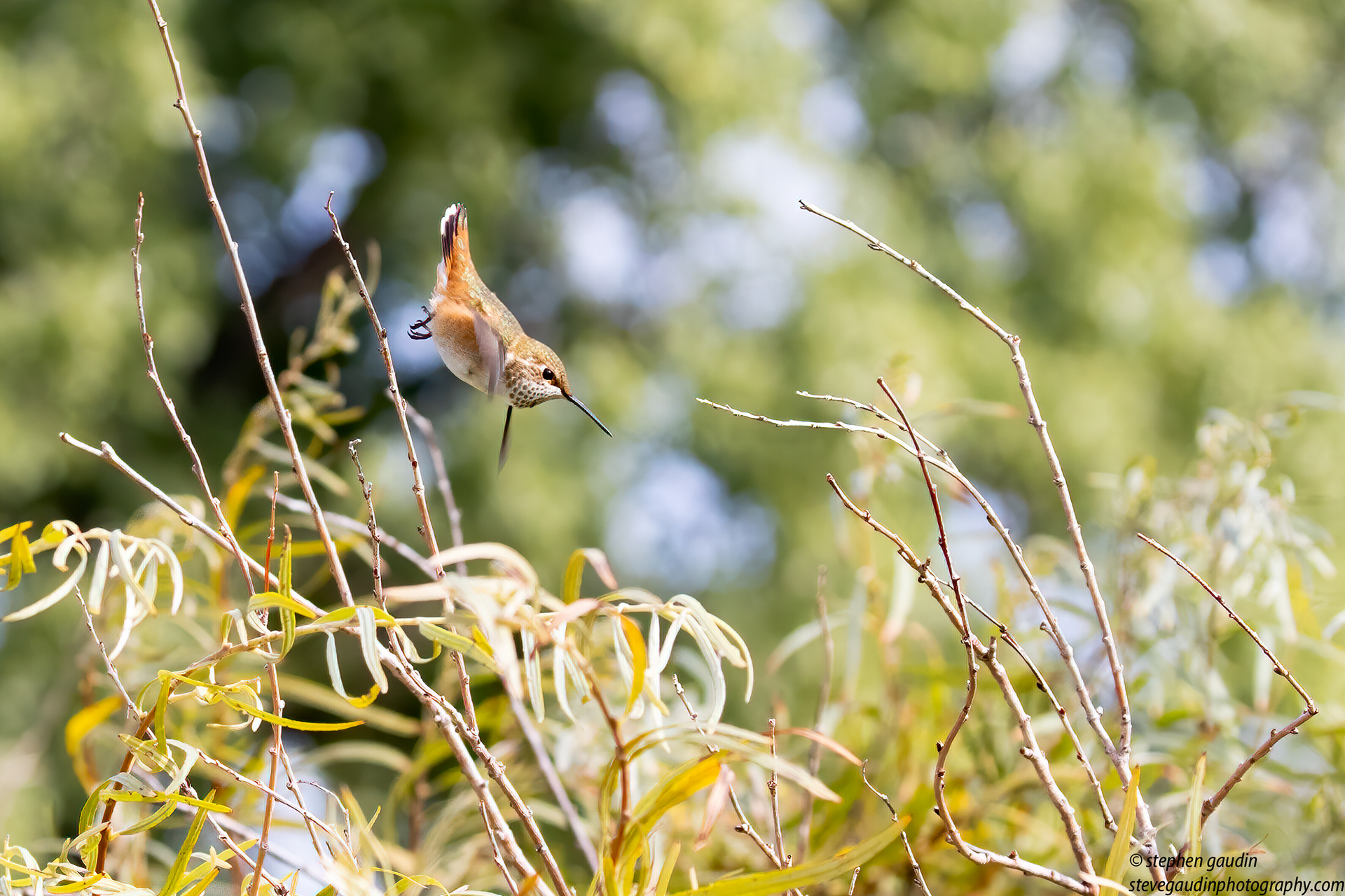 37. rufous hummingbird
