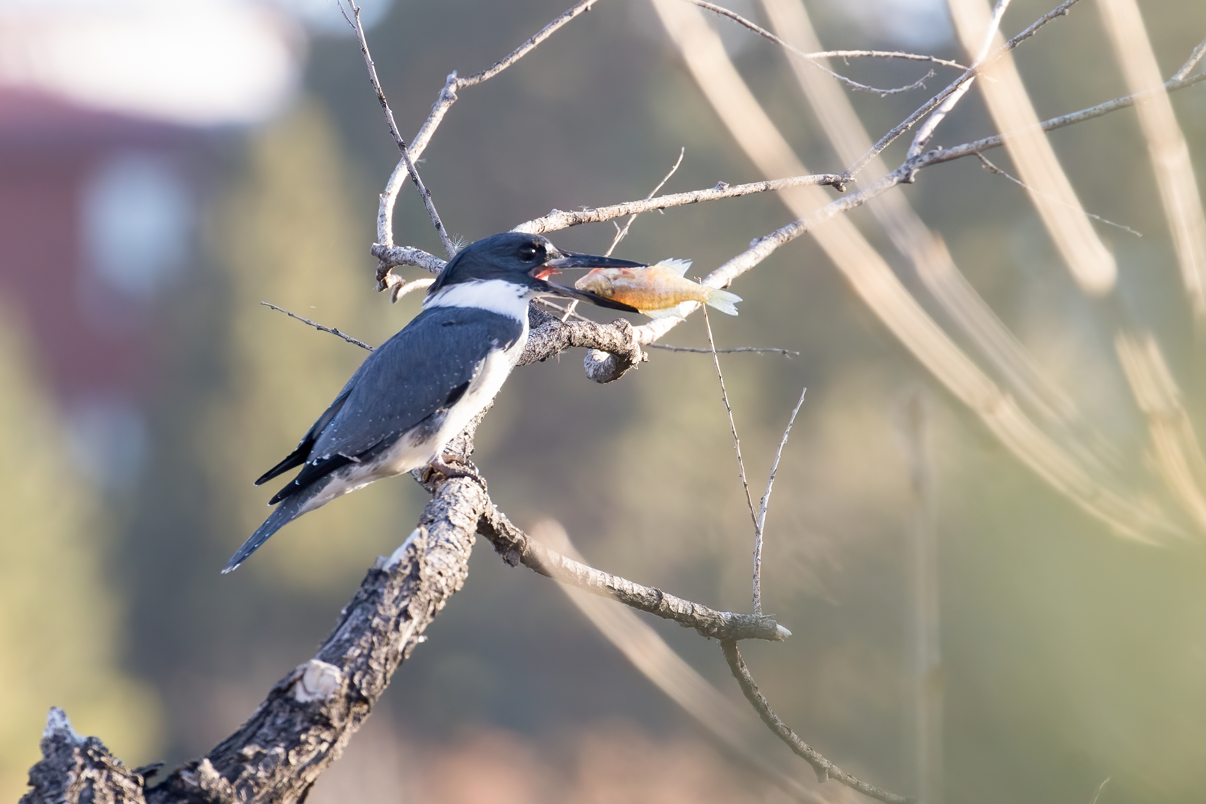 48. belted kingfisher (male)