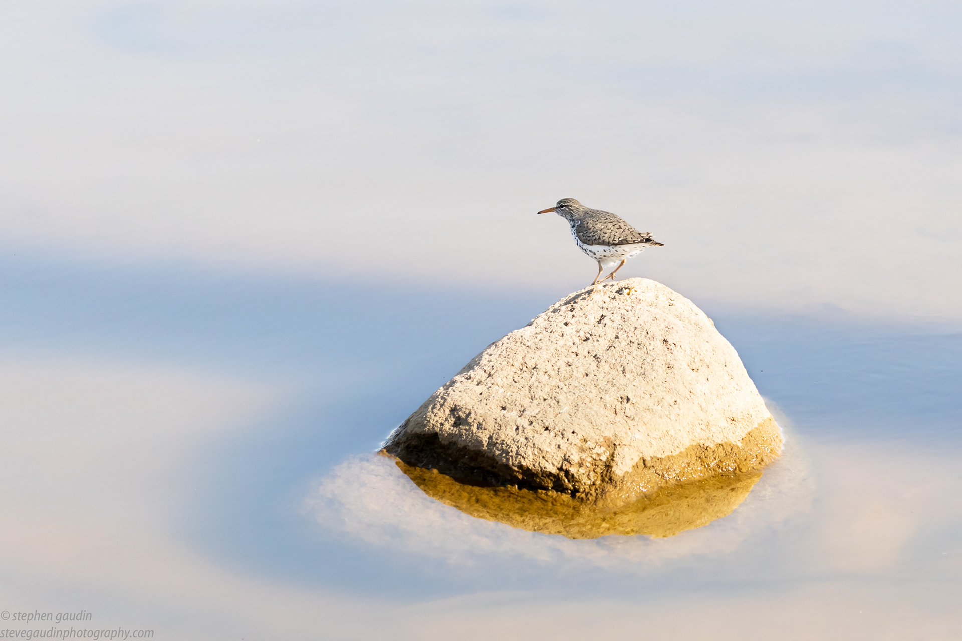 spotted sandpiper 4-30-22