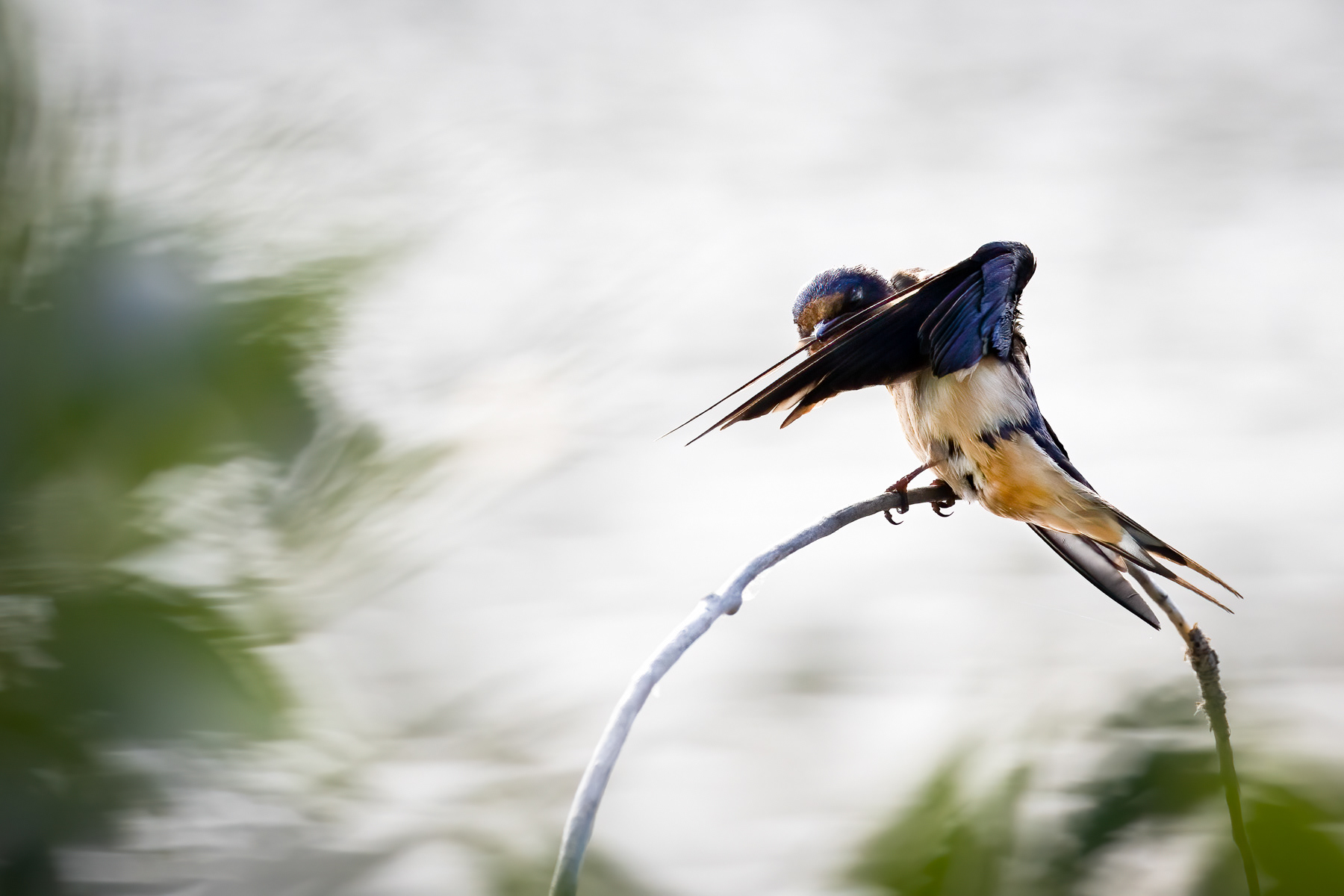 3. barn swallow
